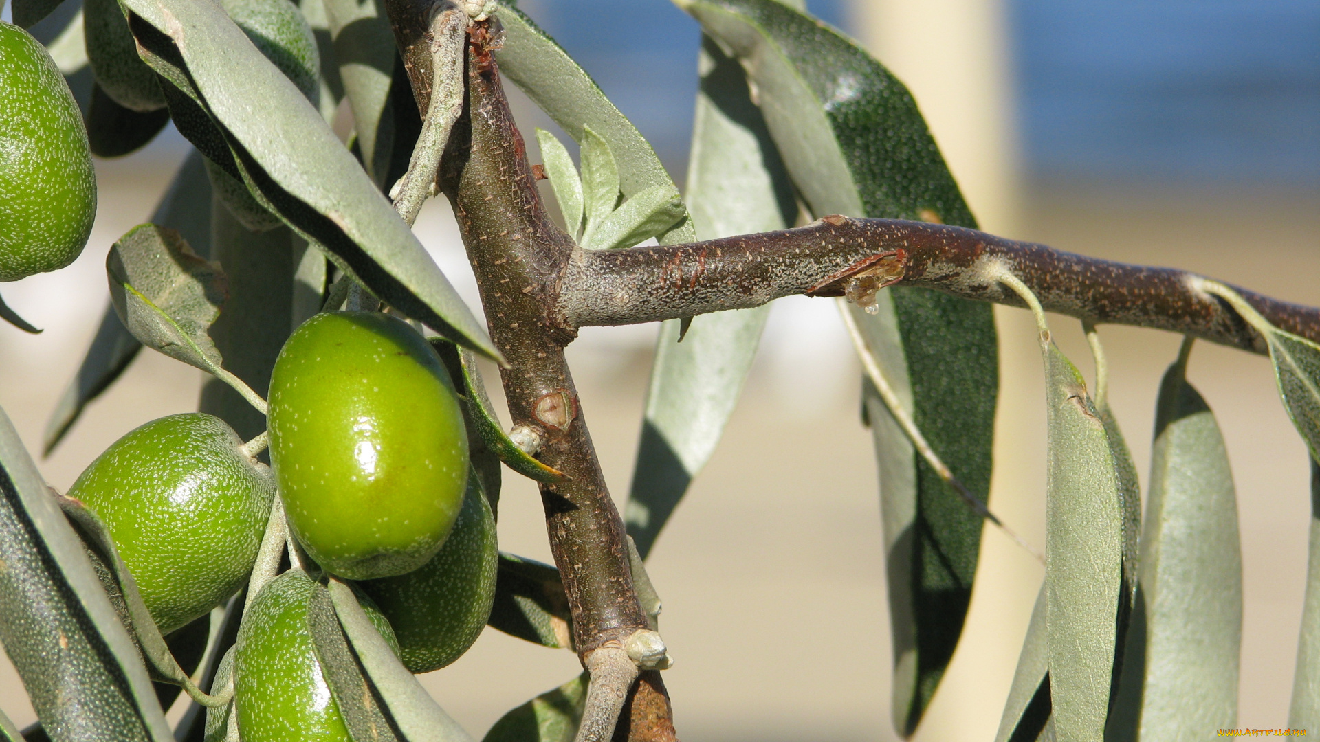 природа, плоды, ветка