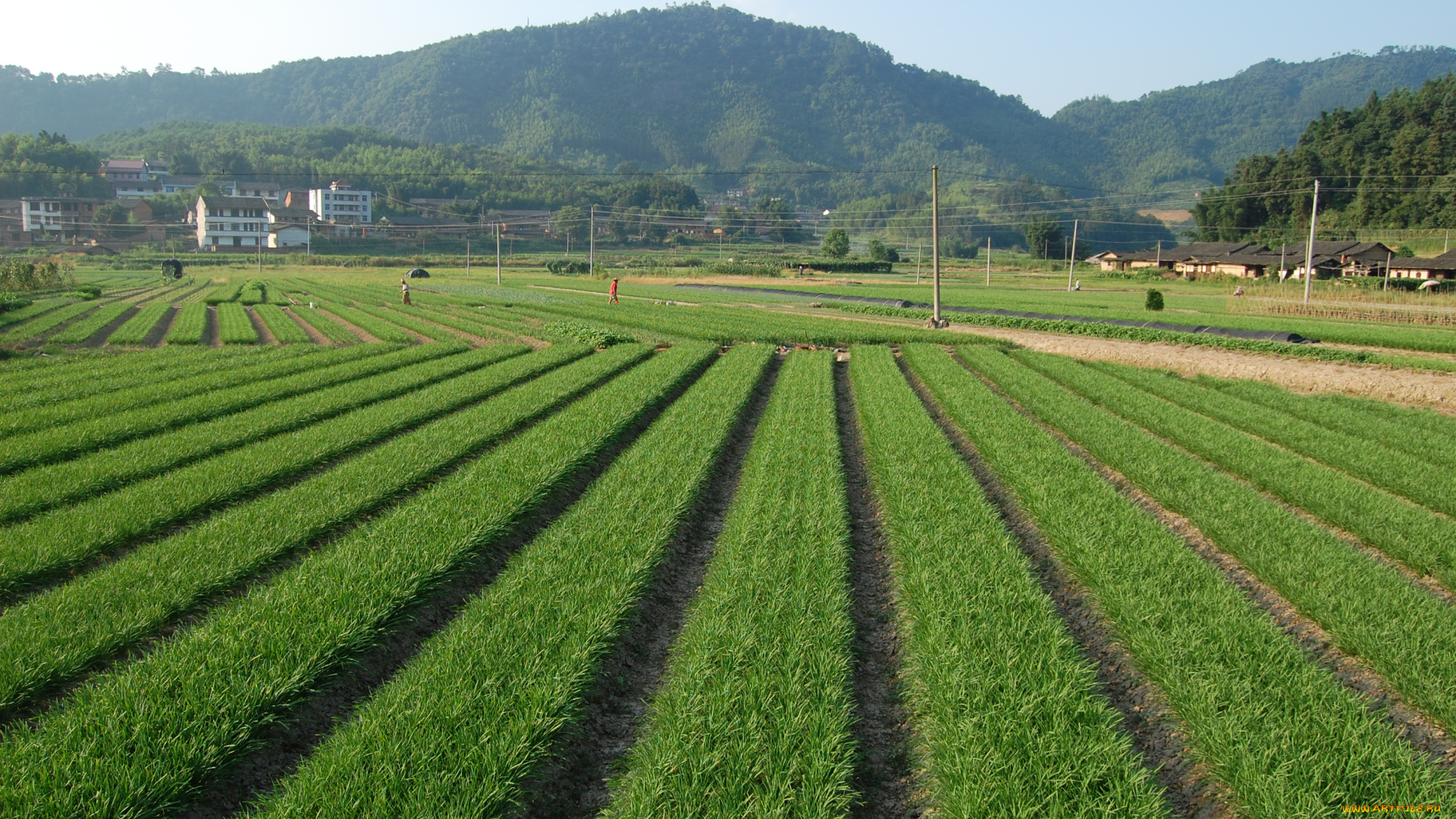 природа, поля, поле