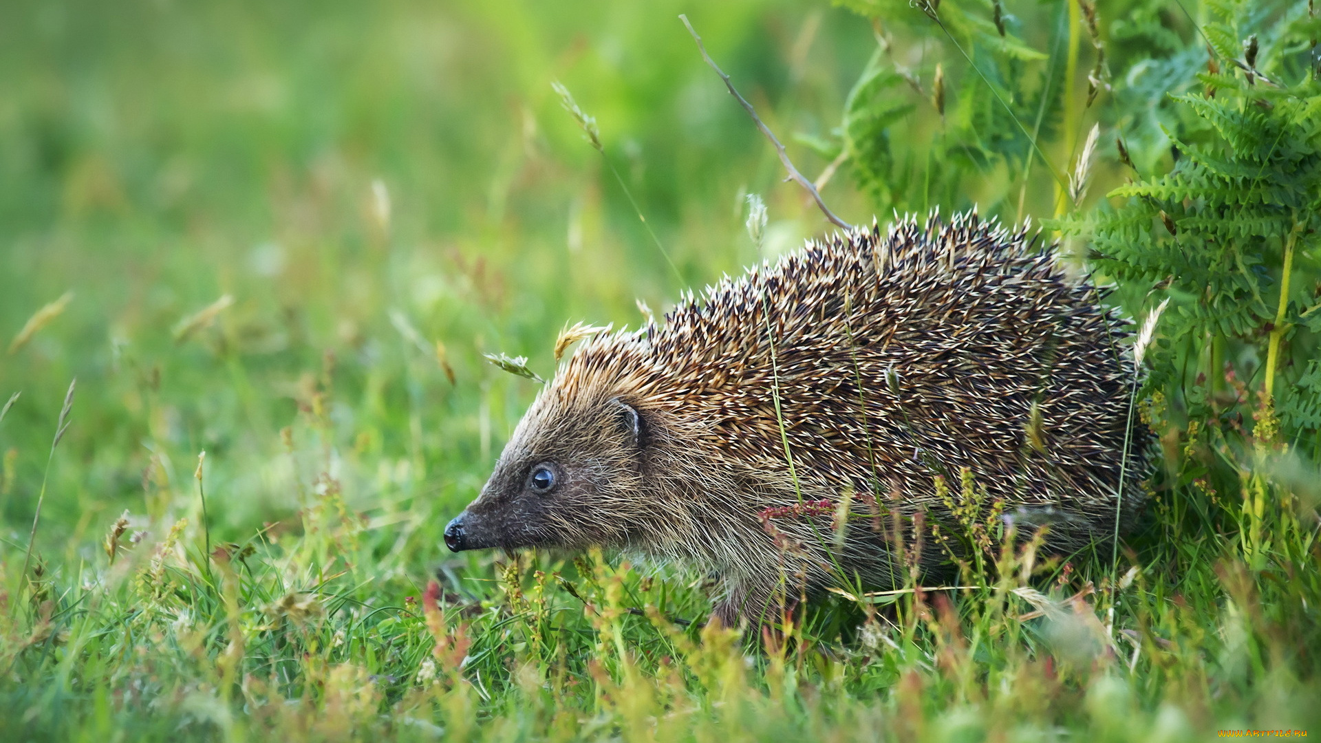 животные, ежи, фон, природа, ёж
