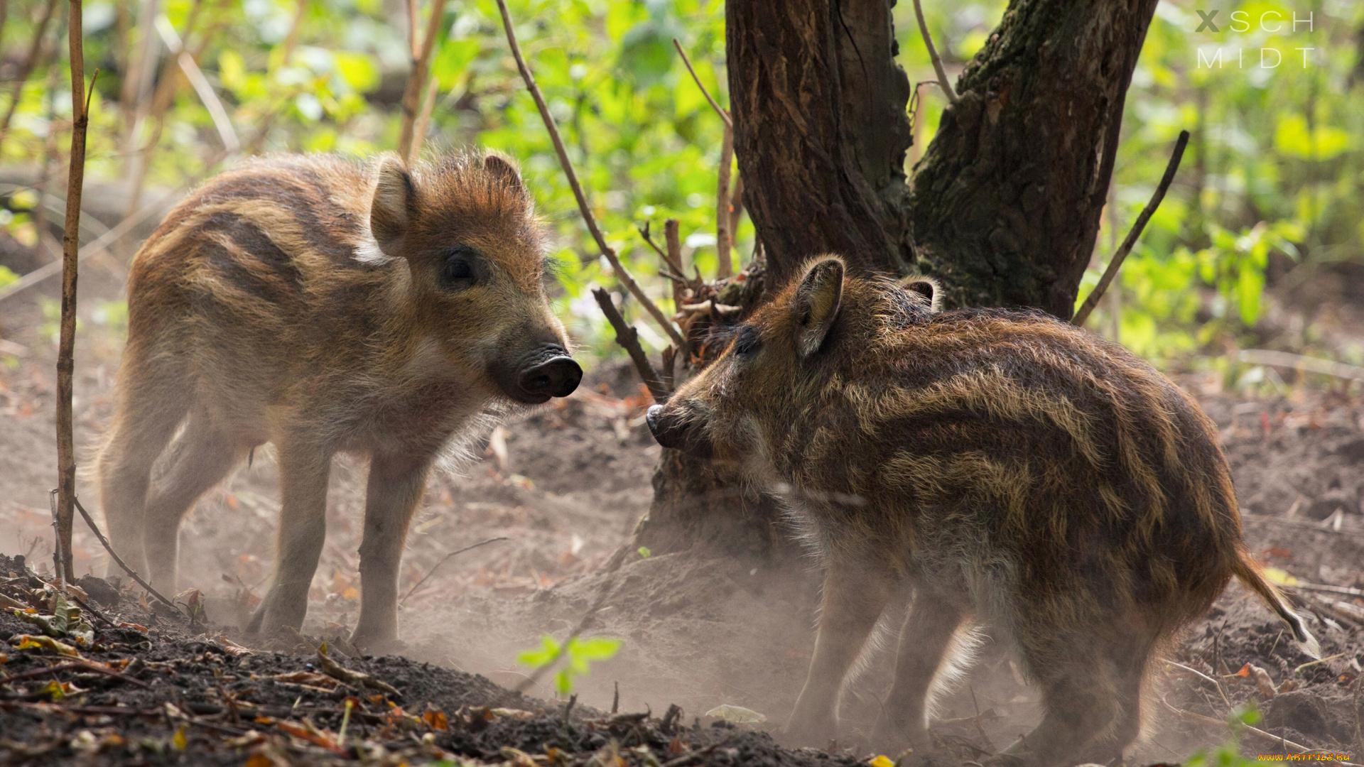 животные, свиньи, кабаны, кабанчики