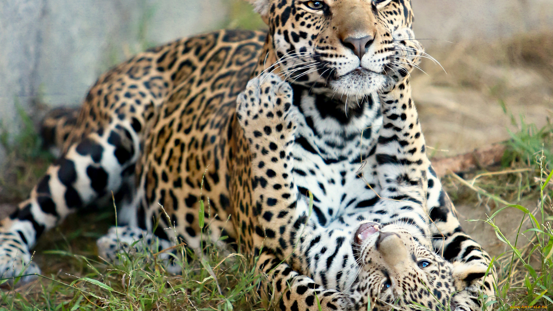 животные, Ягуары, котёнок, детёныш, ягуара, материнство, кошки, хищники