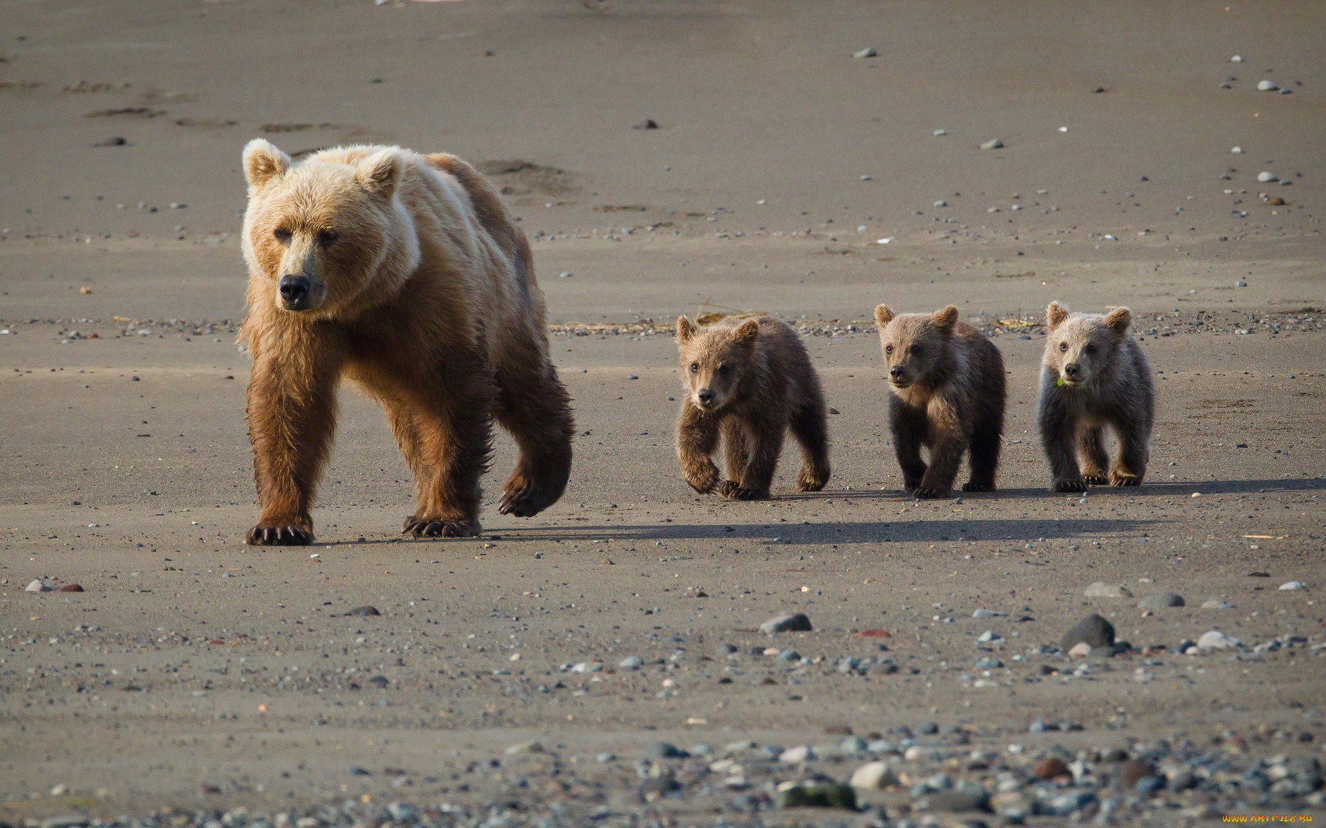 животные, медведи, мишки, мокрые, берег, семья