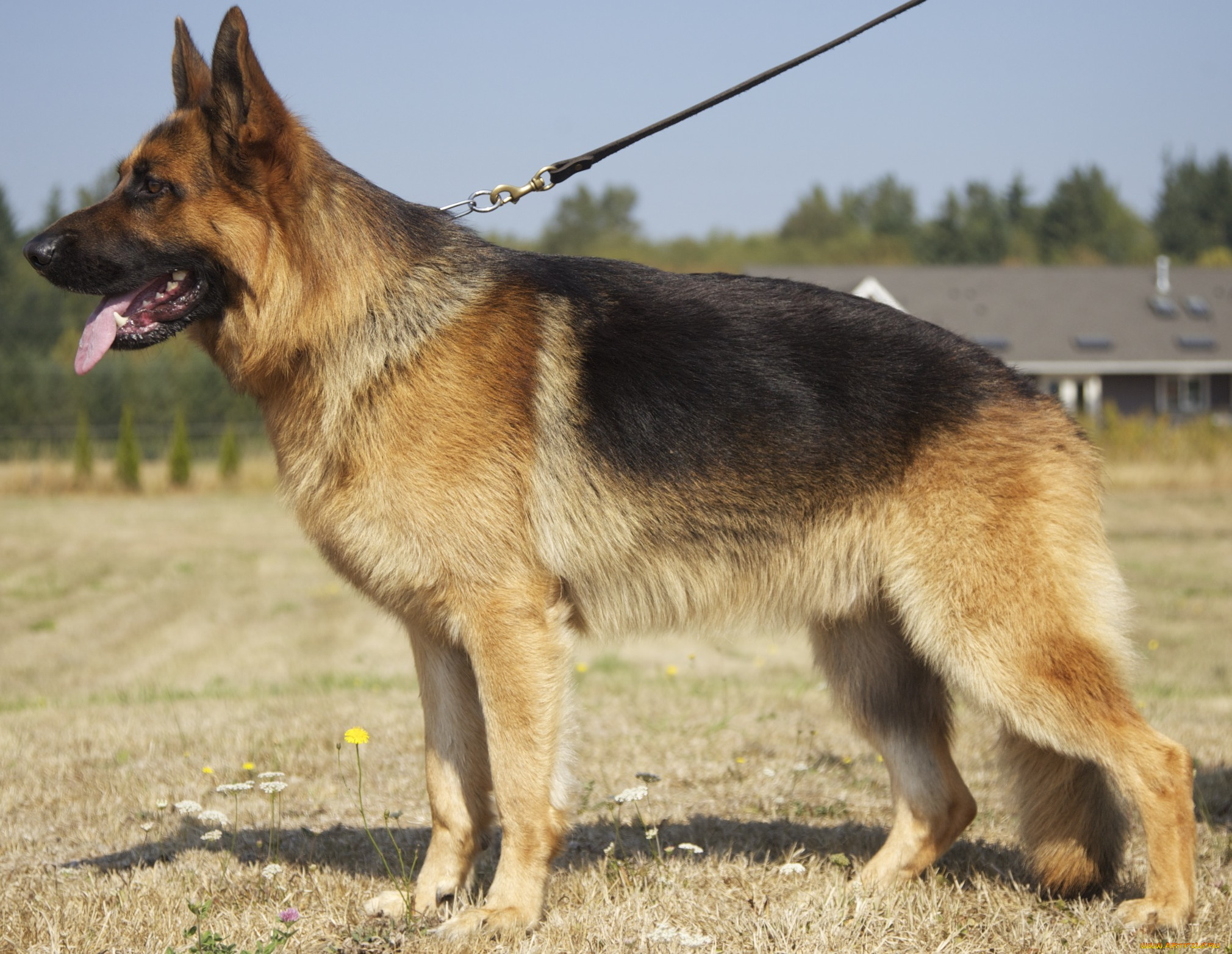 german, shepherd, животные, собаки, немецкая, овчарка