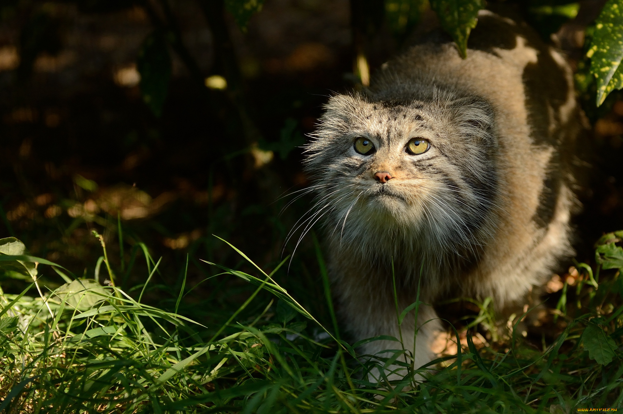 животные, манулы, манул, настороженность