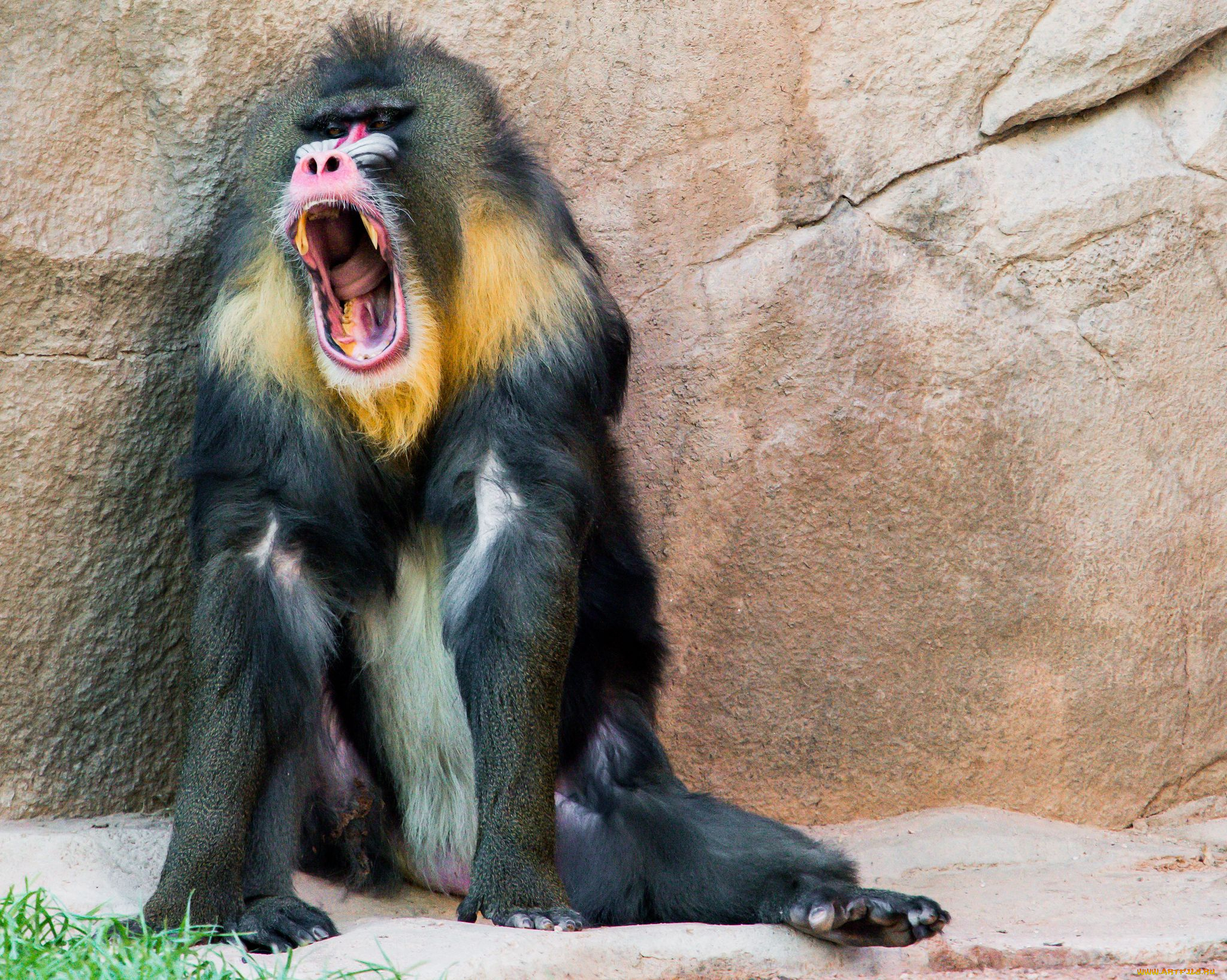 babboon, животные, обезьяны, бабуин, пасть, клыки, обезьяна