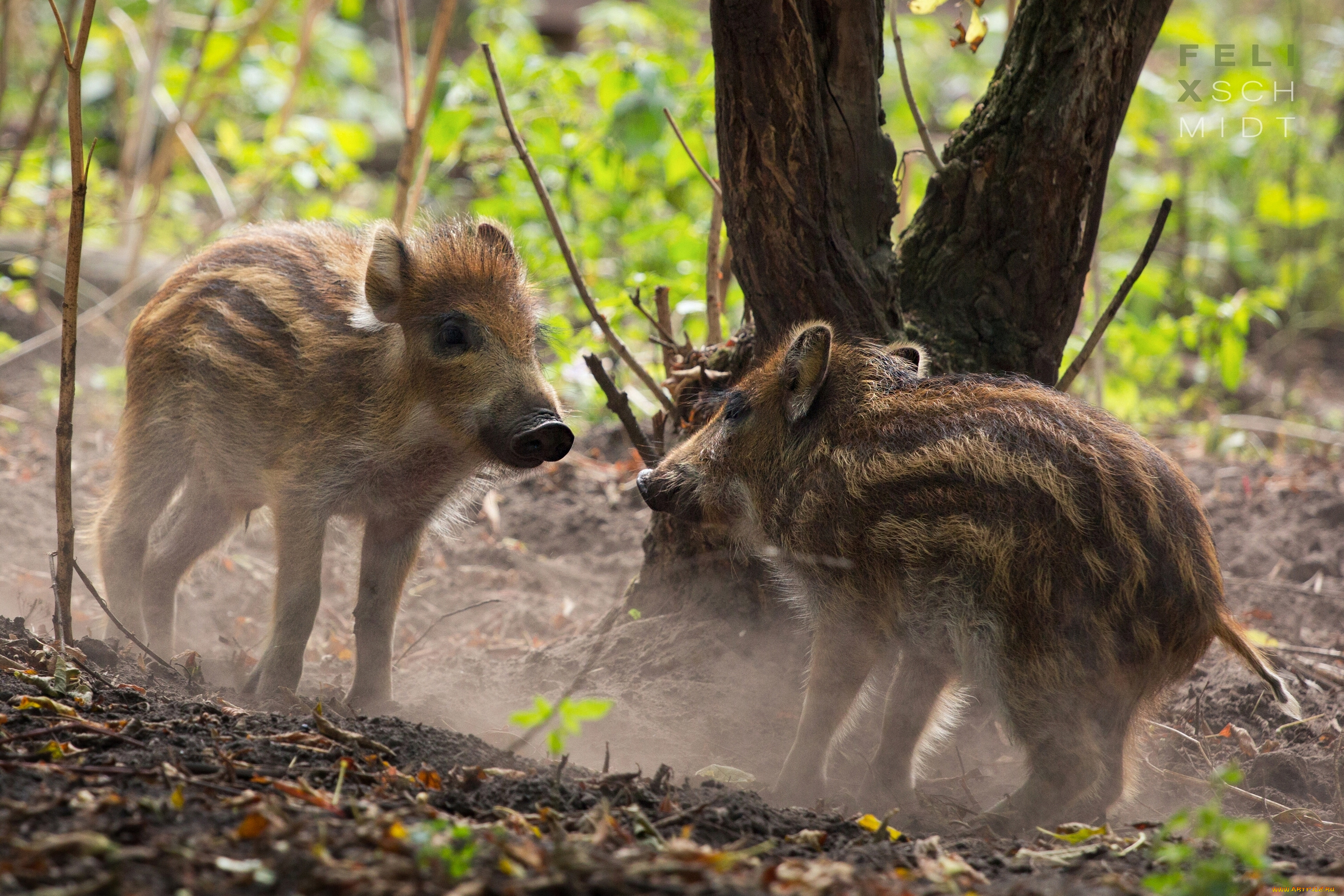 животные, свиньи, кабаны, кабанчики
