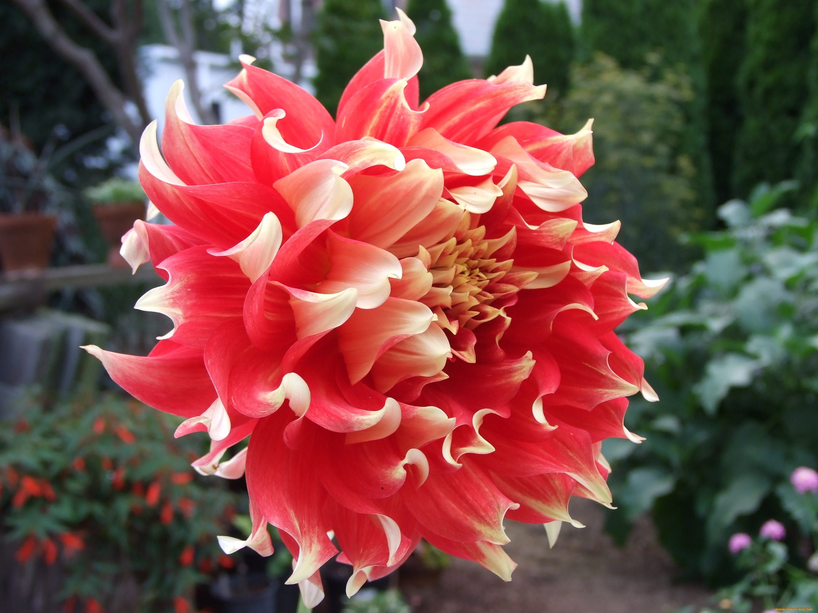 цветы, георгины