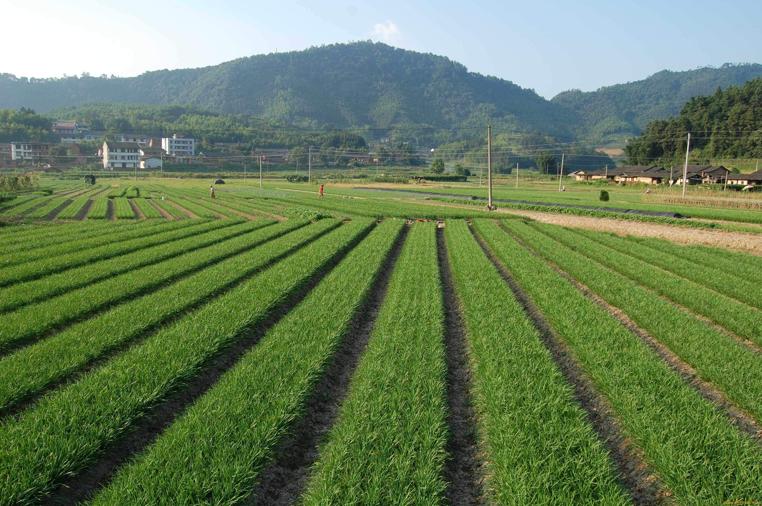 природа, поля, поле