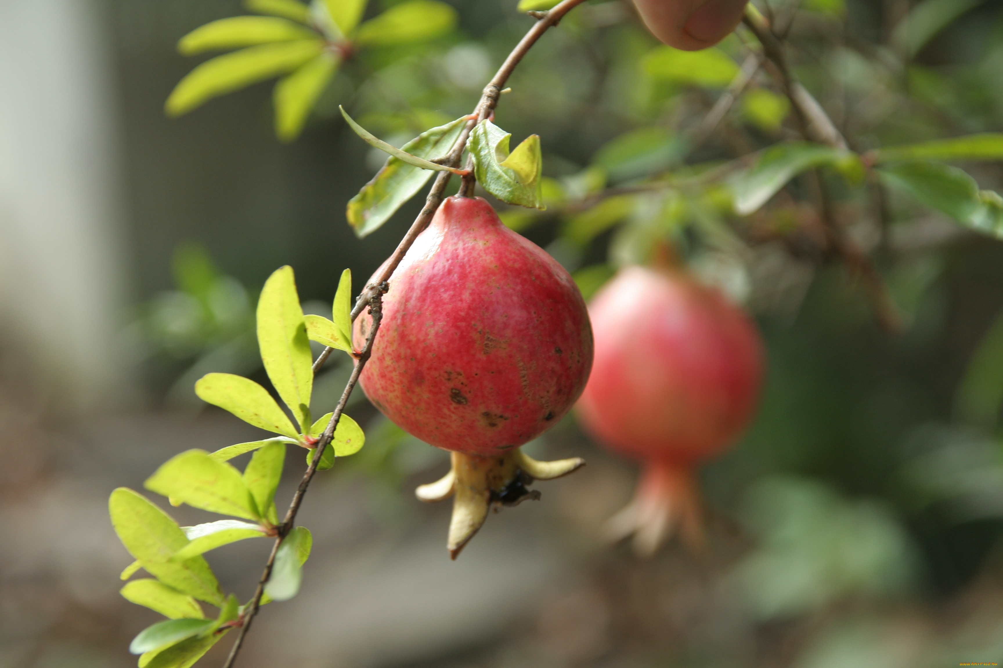 природа, плоды, гранат