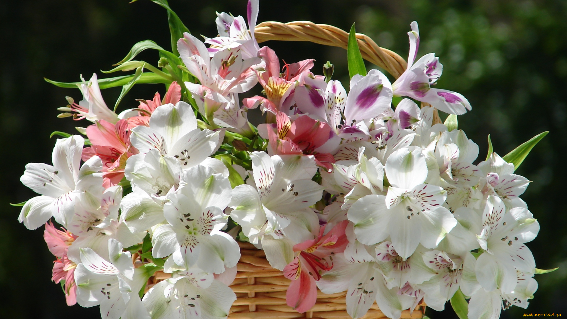 цветы, альстромерия, корзинка