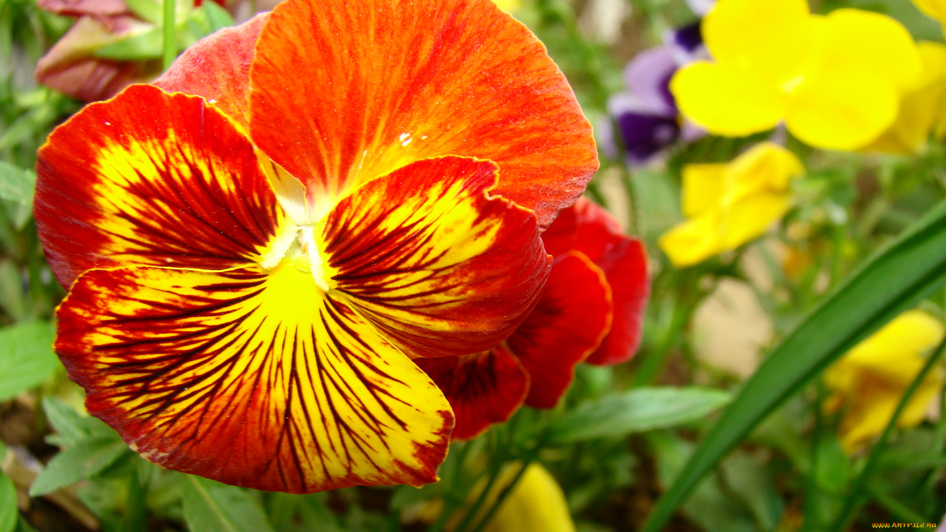 цветы, анютины, глазки, садовые, фиалки