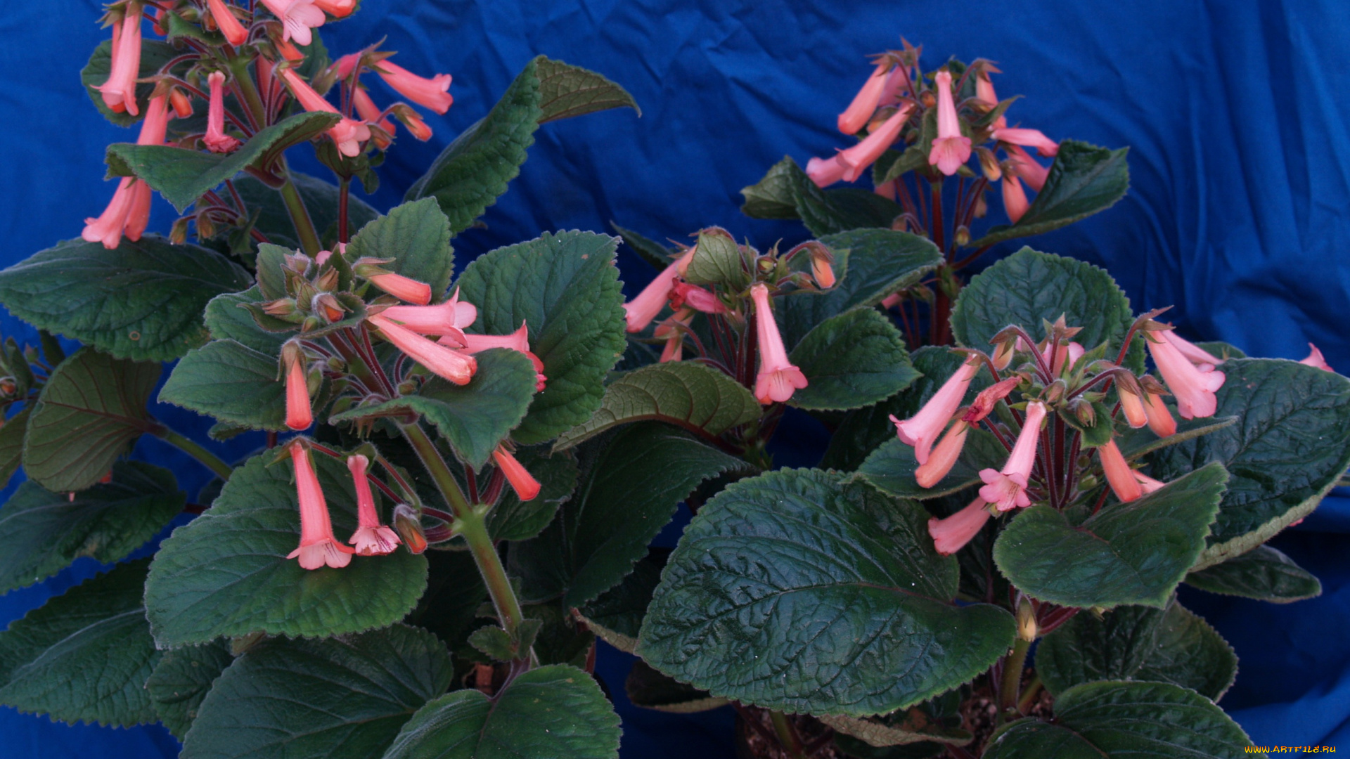 цветы, глоксиния, синнингия