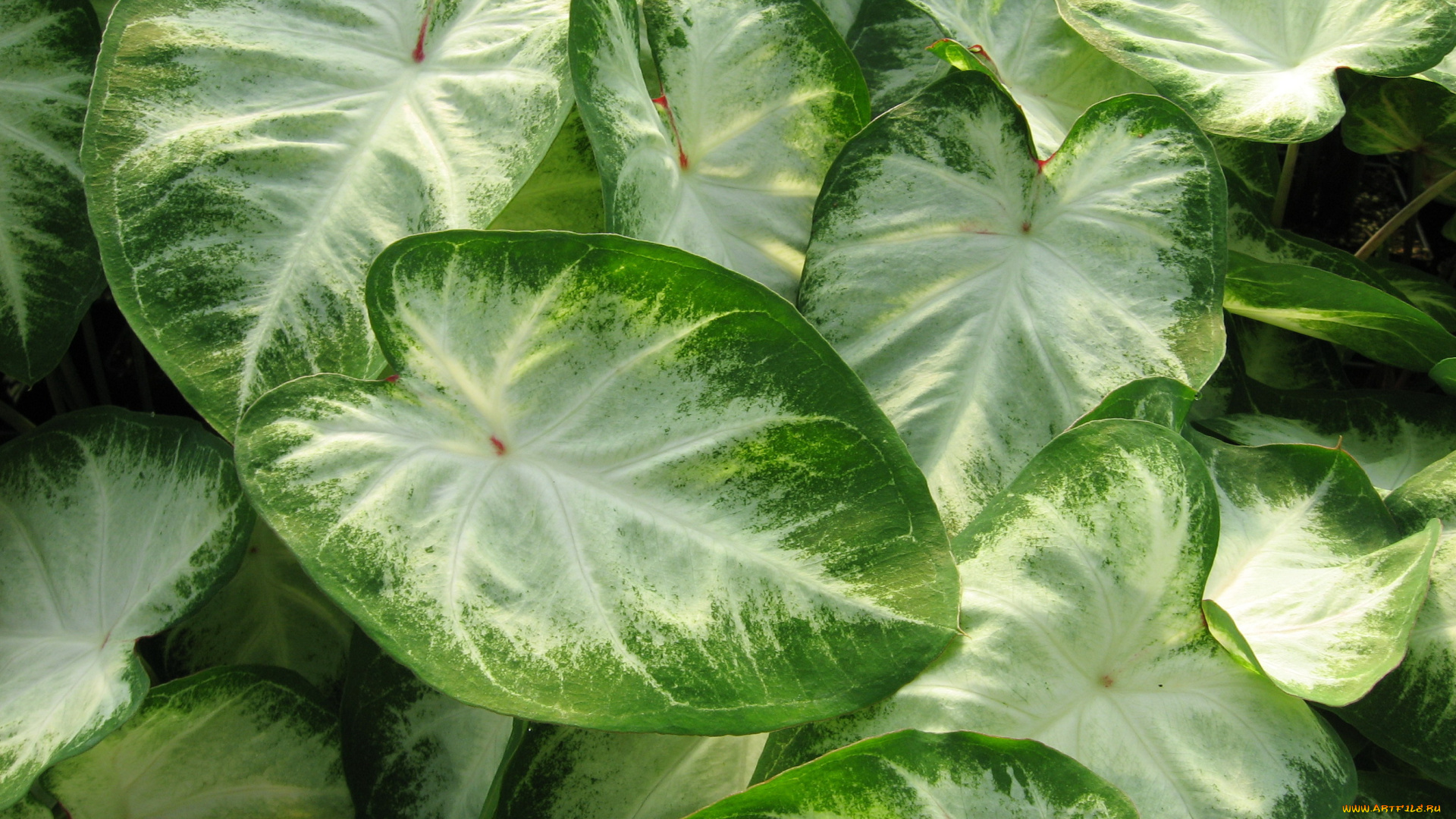 цветы, колеусы, каладиумы, каладиум