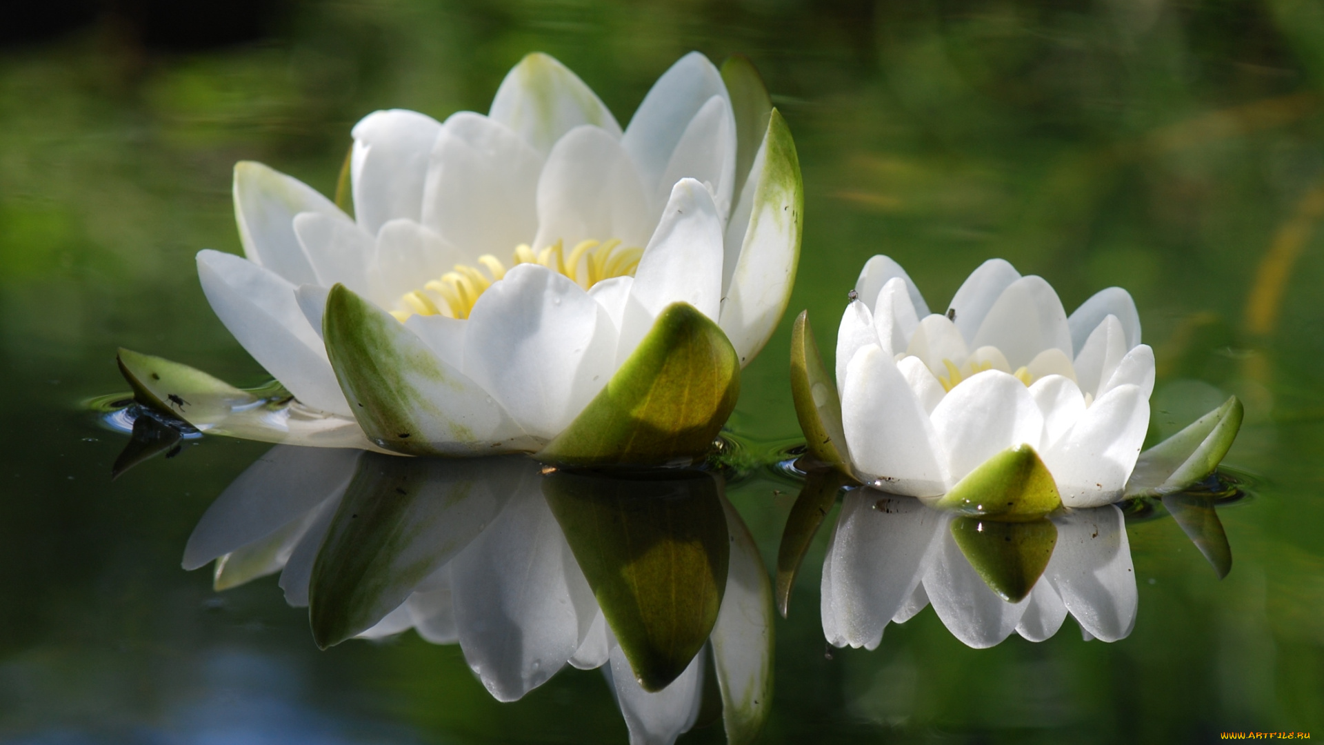 цветы, лилии, водяные, нимфеи, кувшинки, отражение
