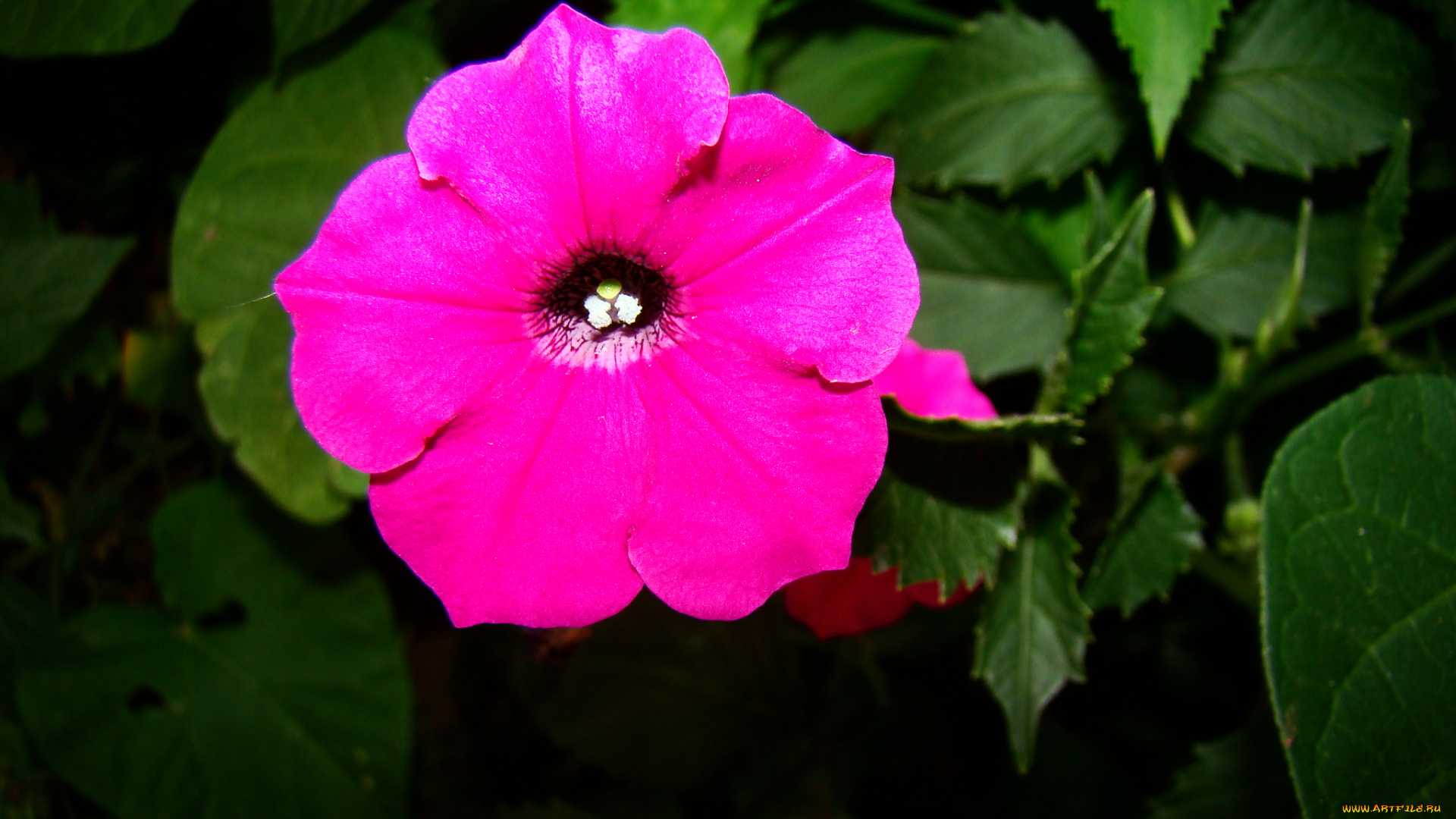 цветы, петунии, калибрахоа