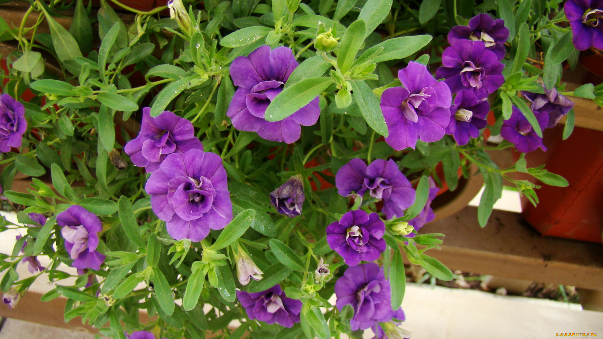 цветы, петунии, калибрахоа