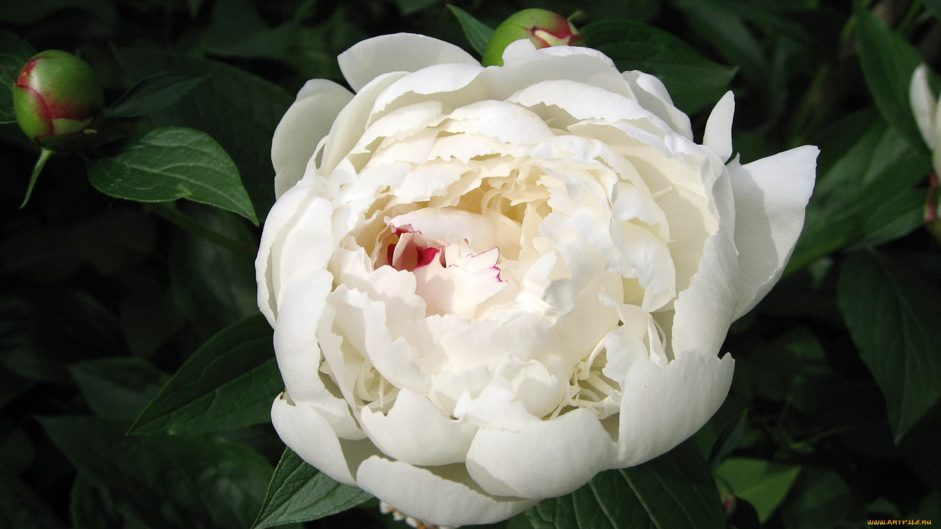 цветы, пионы