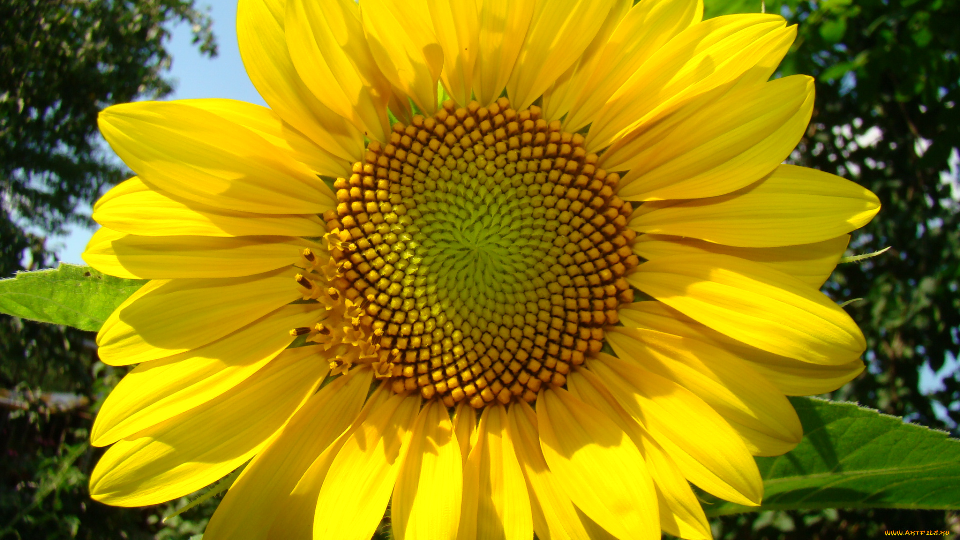 цветы, подсолнухи