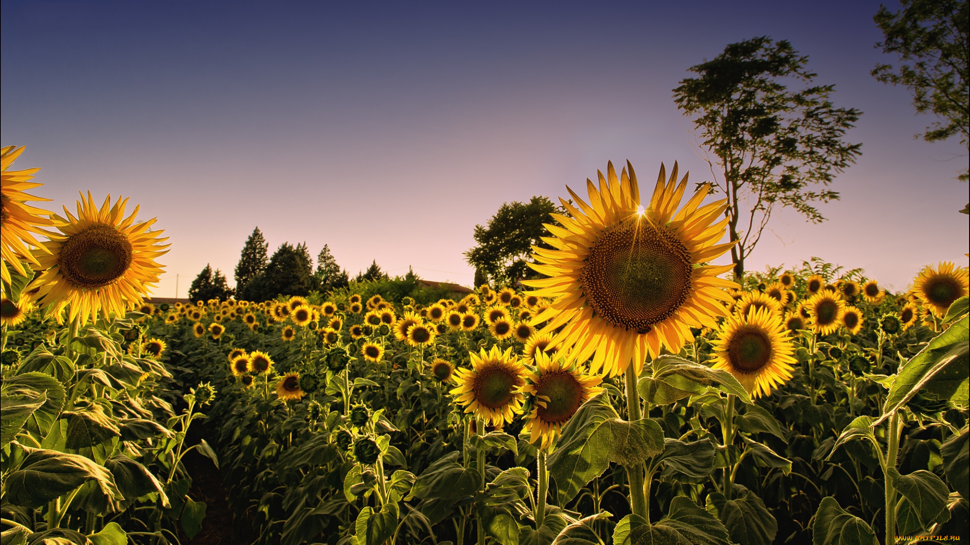 цветы, подсолнухи, поле, свет