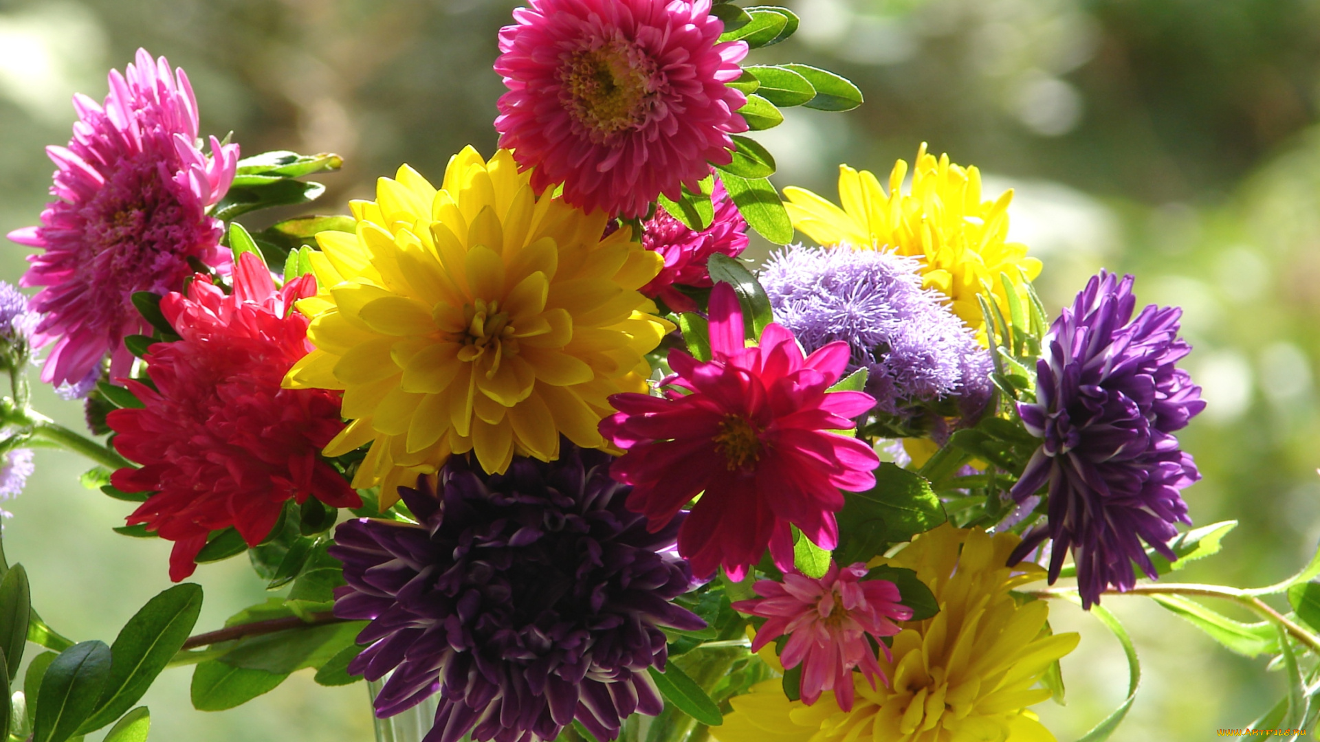 цветы, разные, вместе, агератум, астры, рудбекия