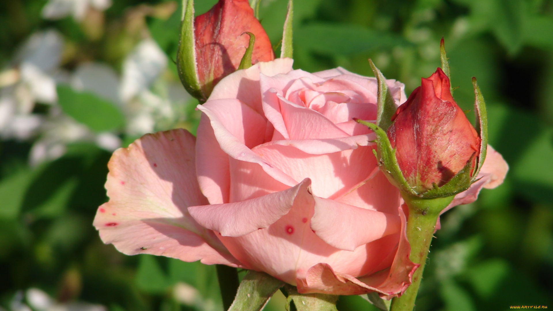 цветы, розы, бутоны