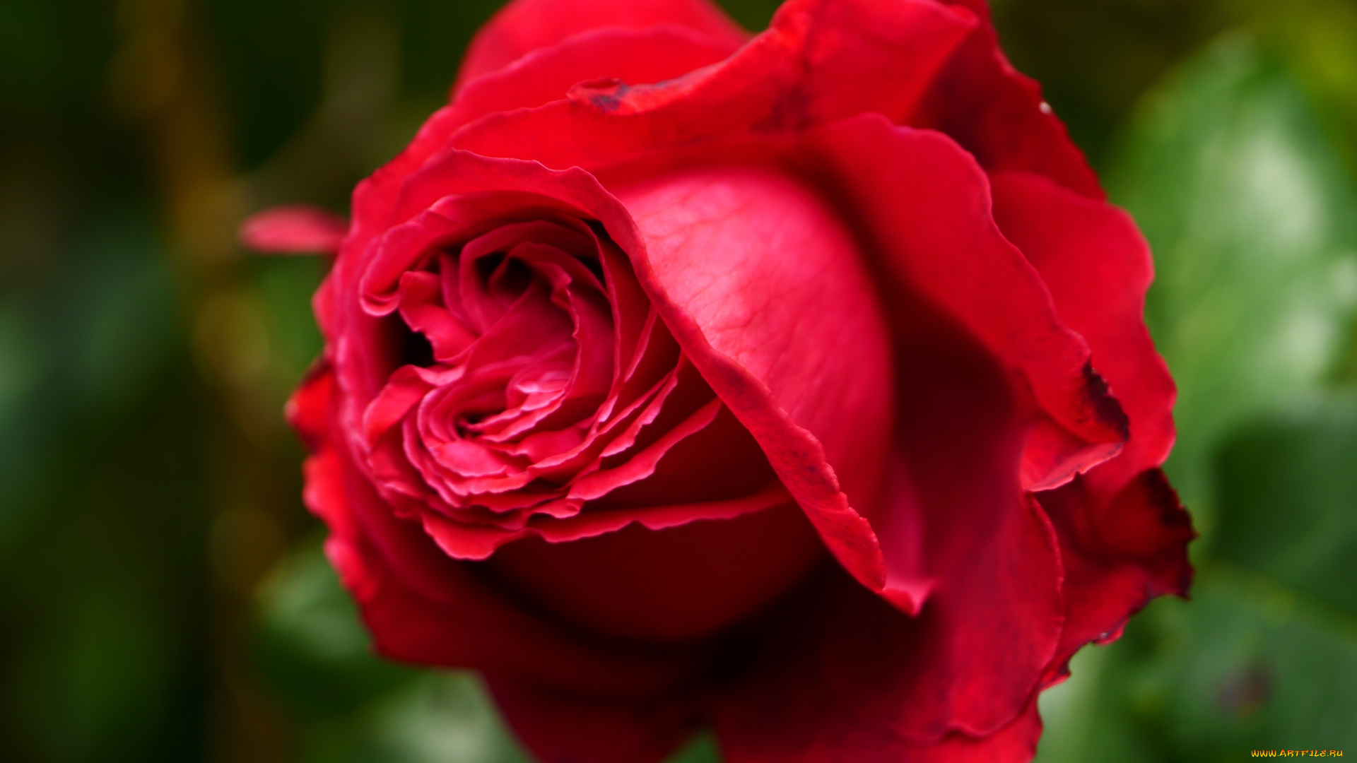 цветы, розы, красный