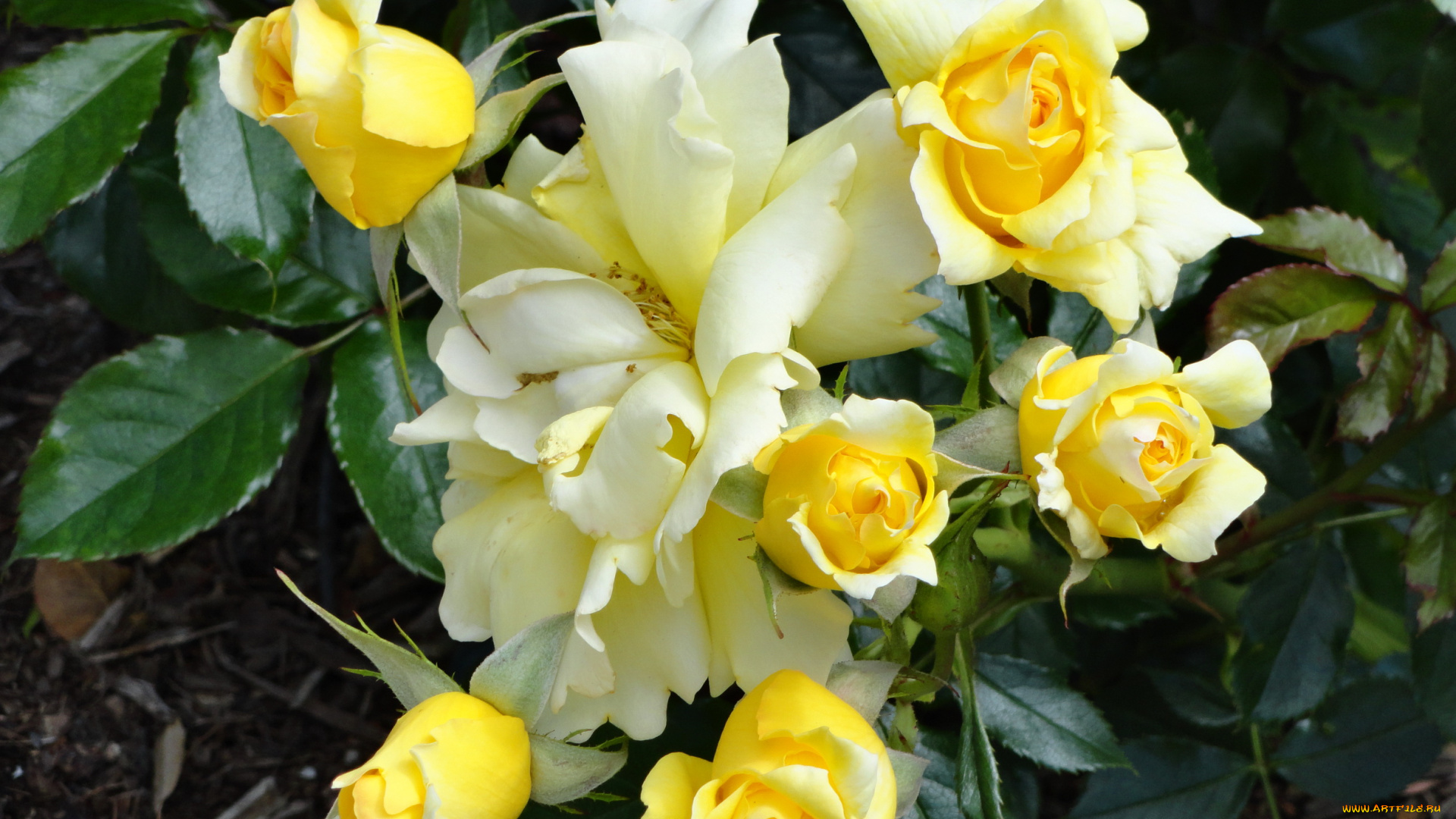 цветы, розы, куст