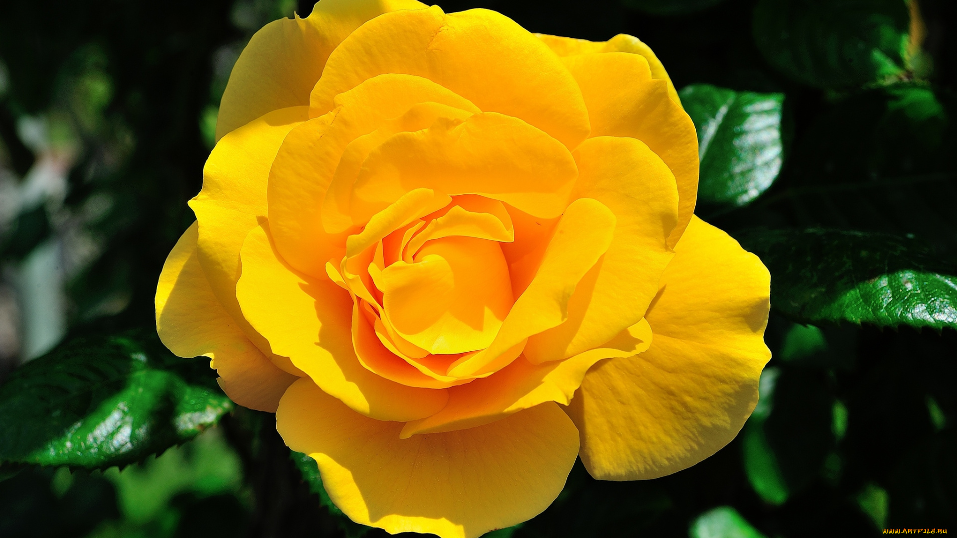 цветы, розы, желтый