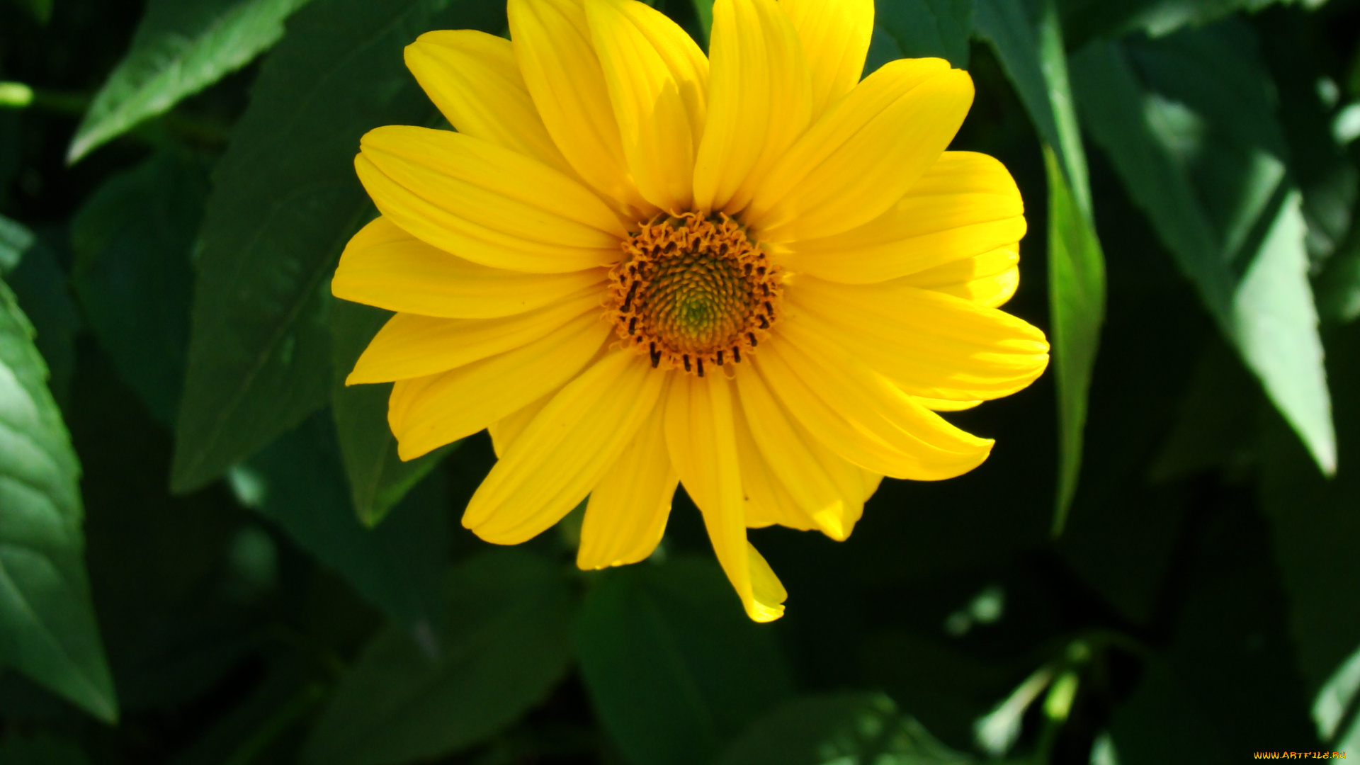 цветы, рудбекия