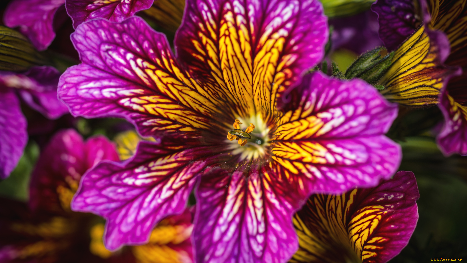 цветы, сальпиглоссис, макро