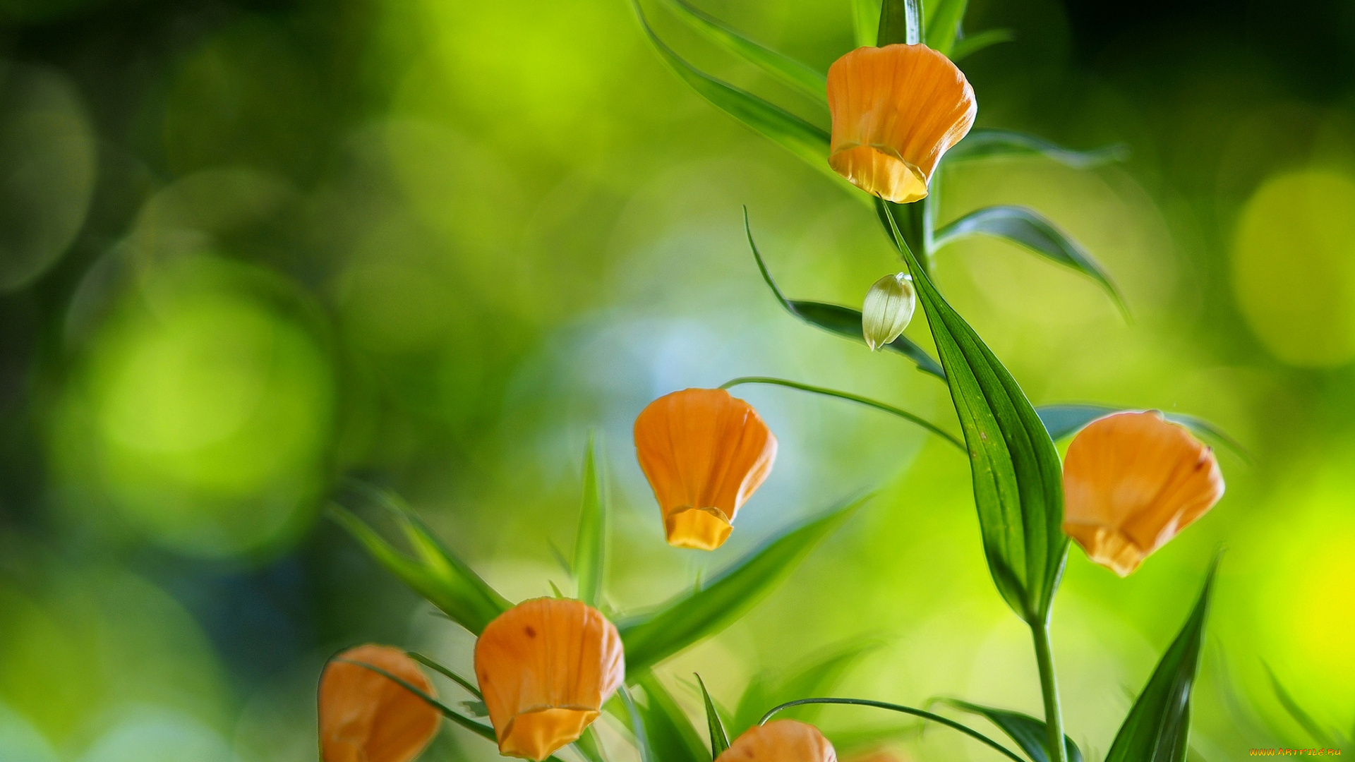 цветы, сандерсония, золотой, ландыш