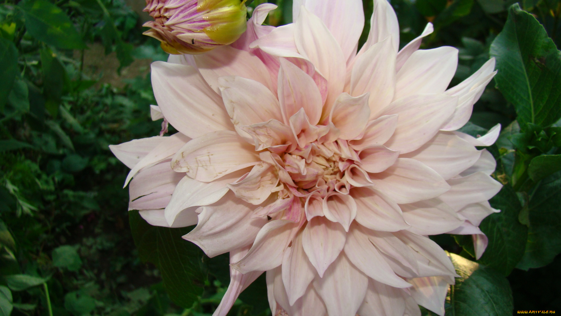 георгин, цветы, георгины