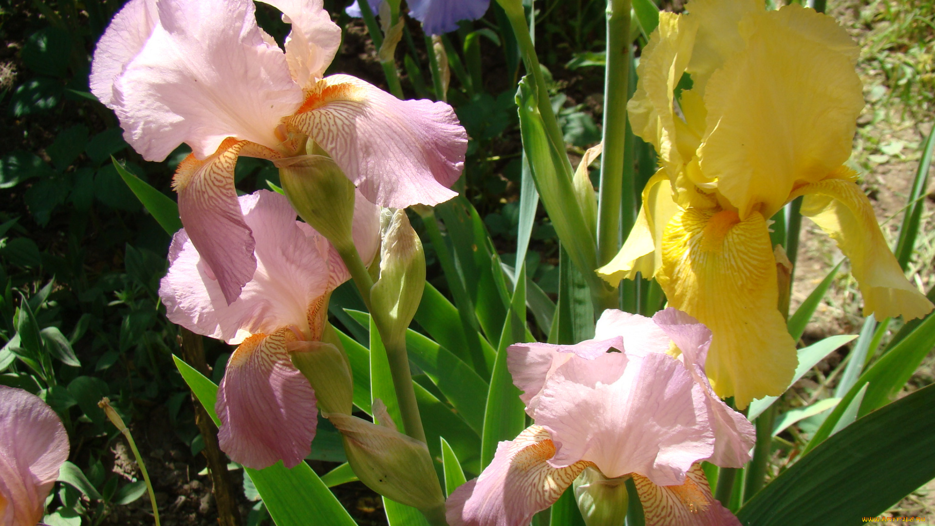 ирисы, цветы
