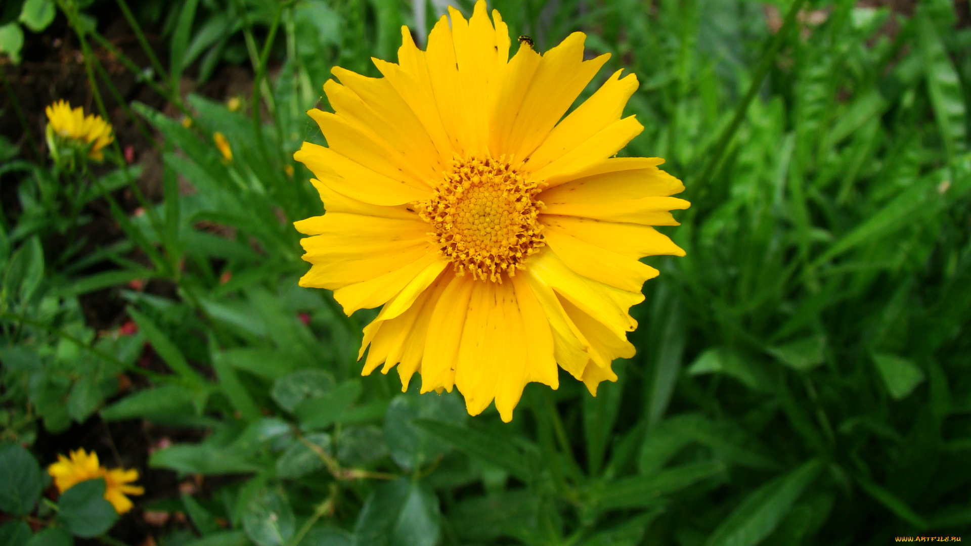 кореопсис, цветы