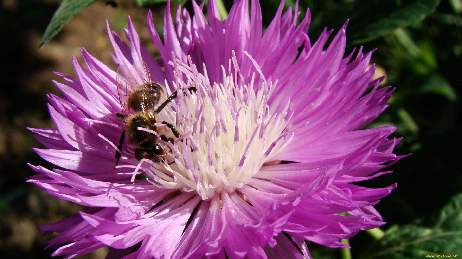 садовый, василек, цветы, васильки