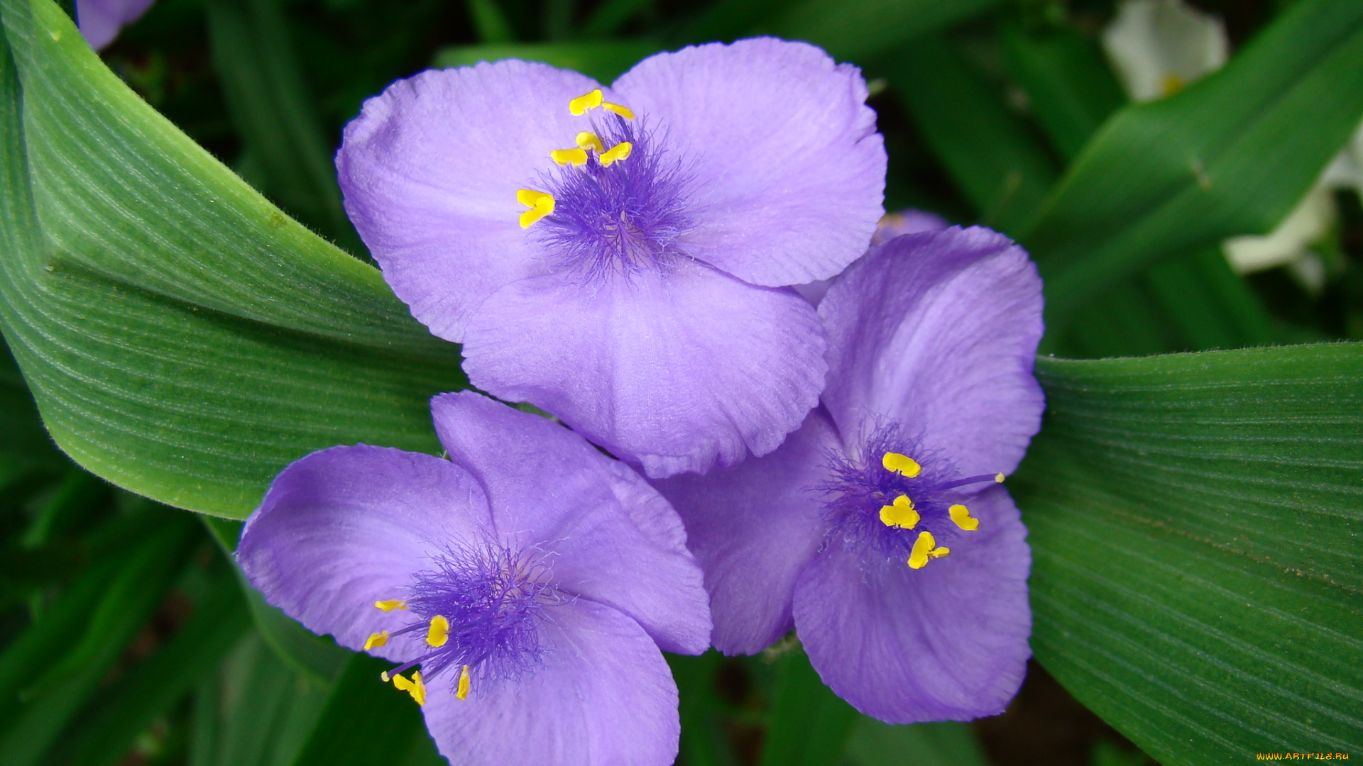 традесканция, цветы, традесканции