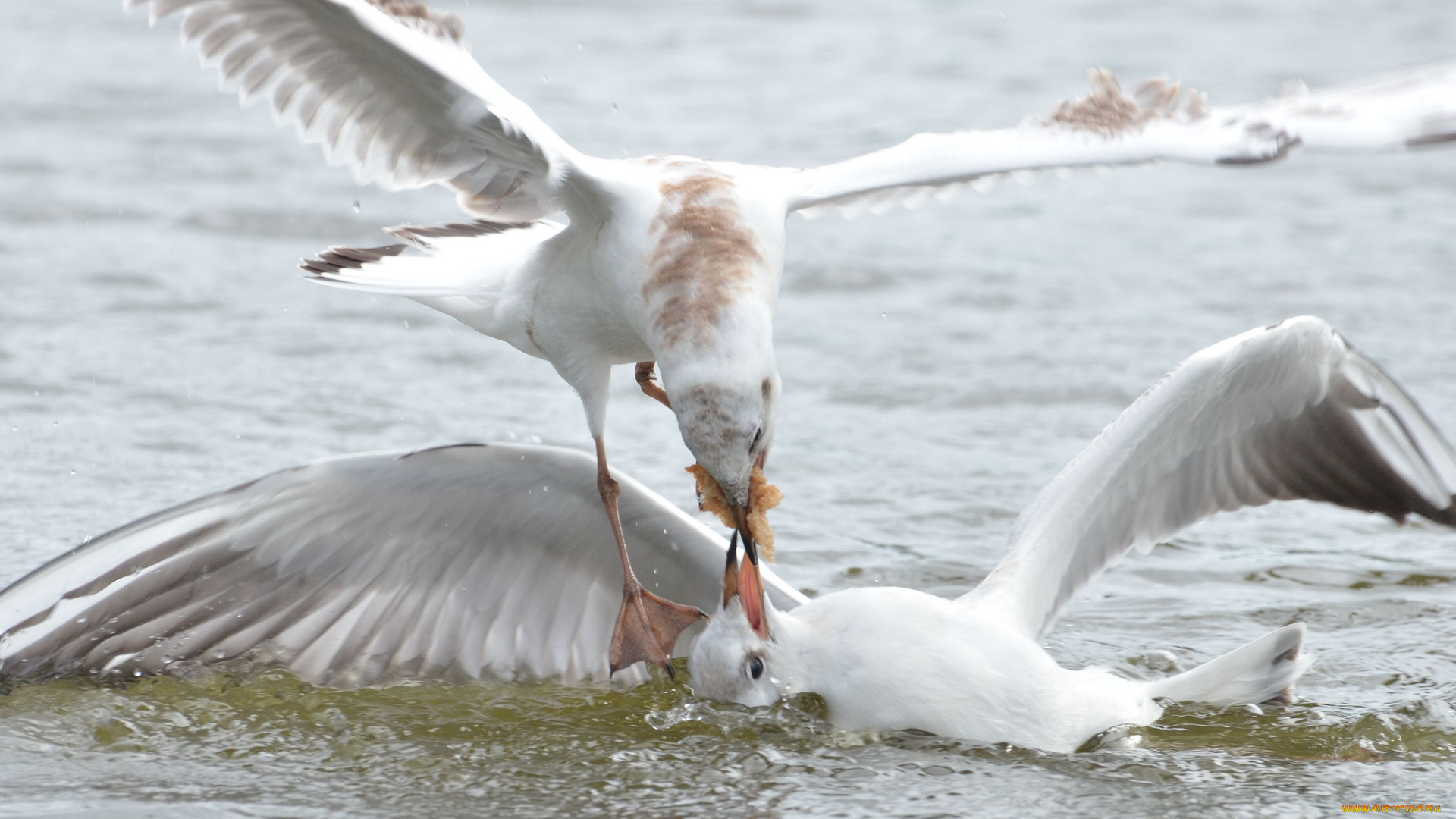 животные, Чайки, бакланы, крачки, птицы, разборки