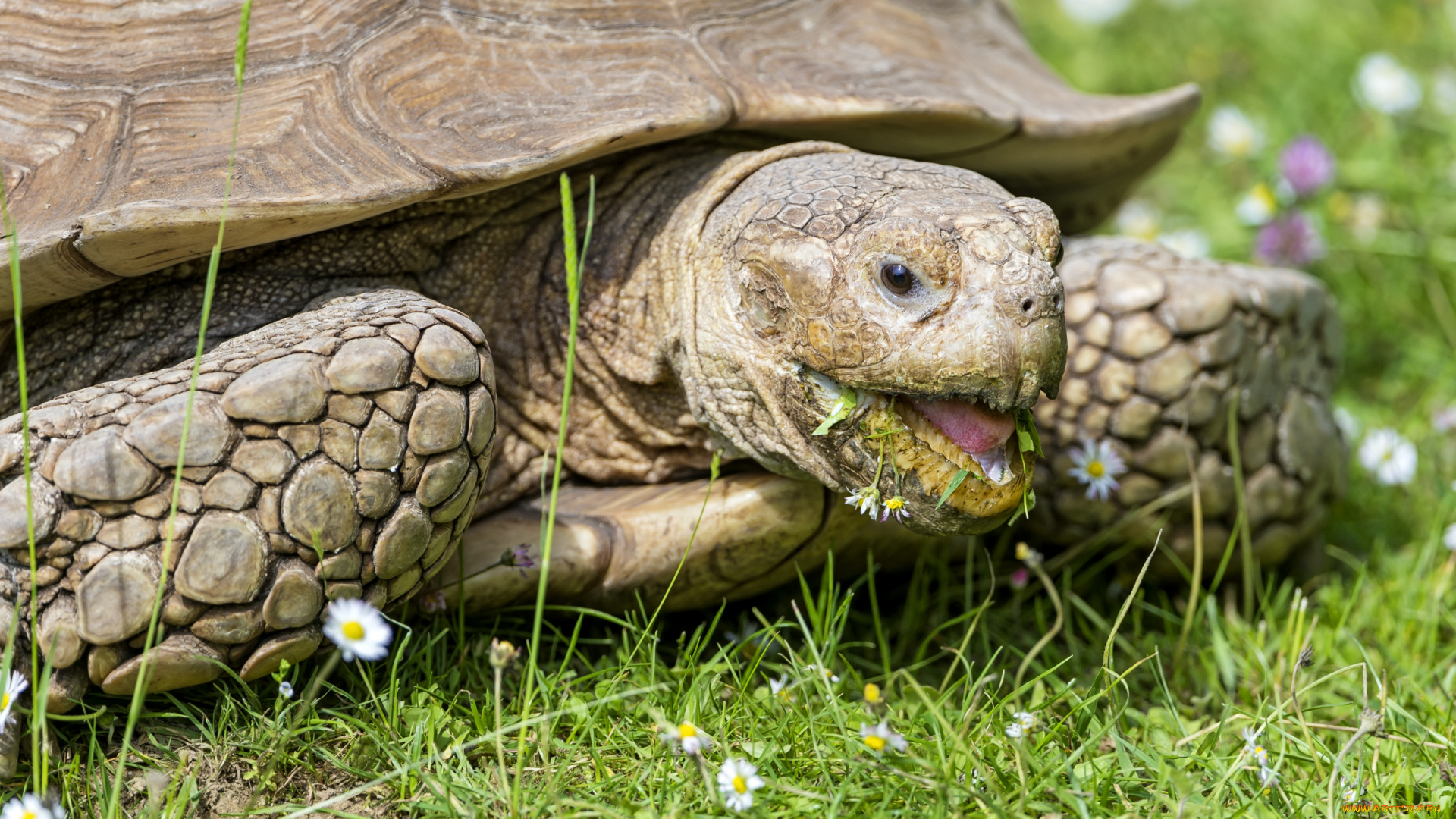 животные, Черепахи, голова, обед