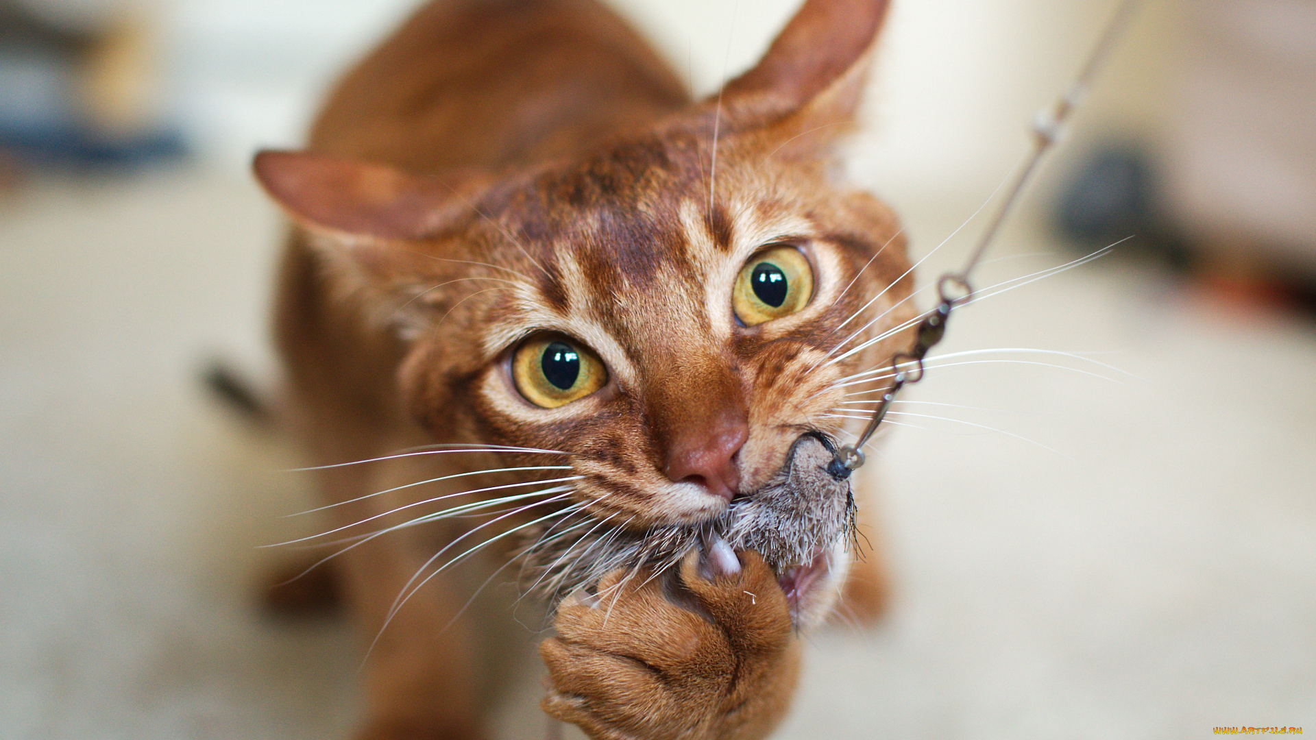 животные, коты, добыча