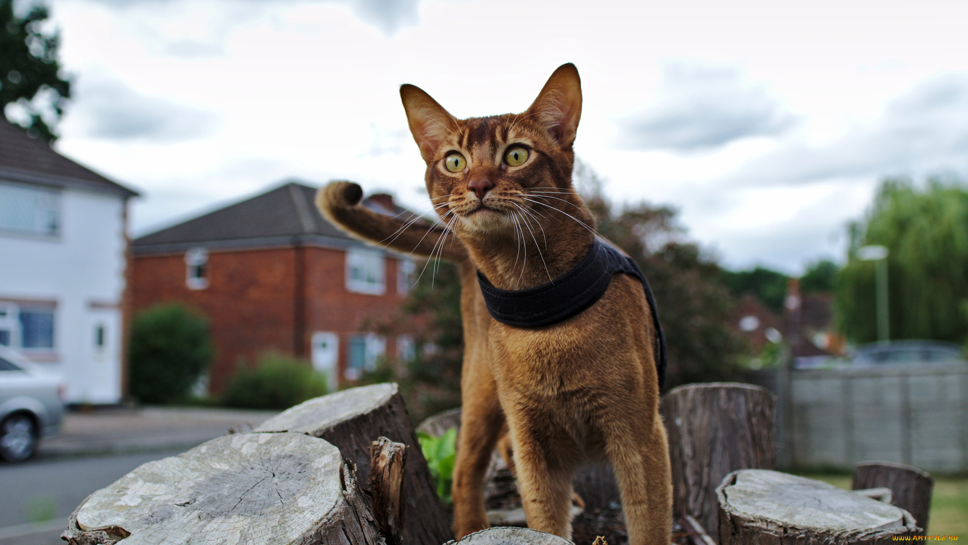 животные, коты, пенек