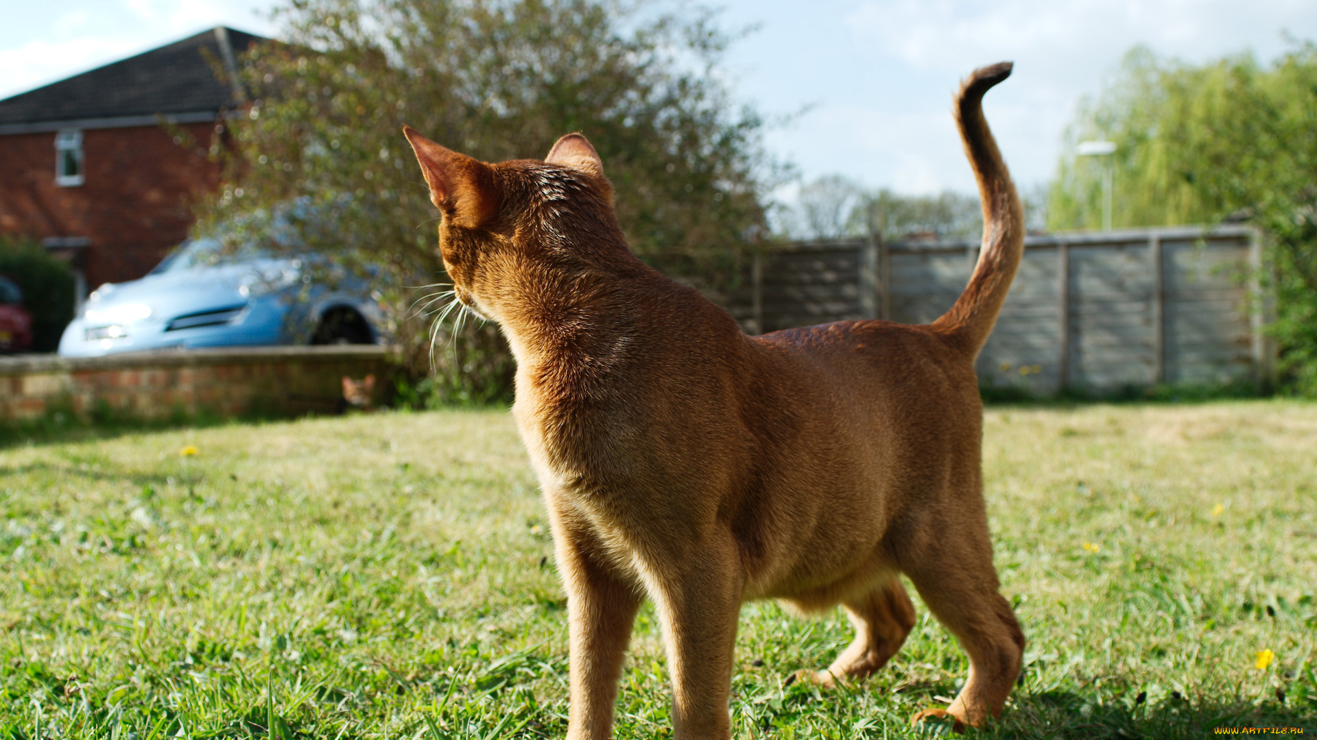 животные, коты, прогулка