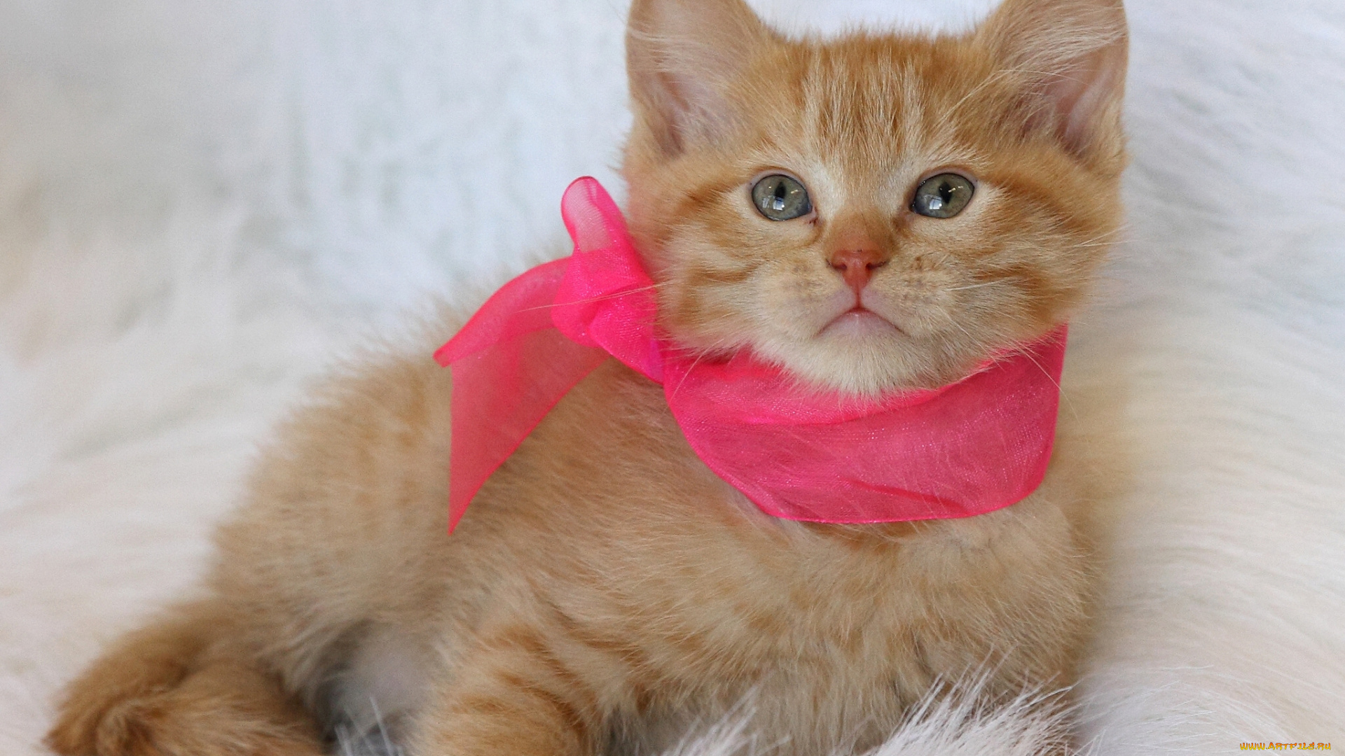 животные, коты, рыжий, котёнок, лента