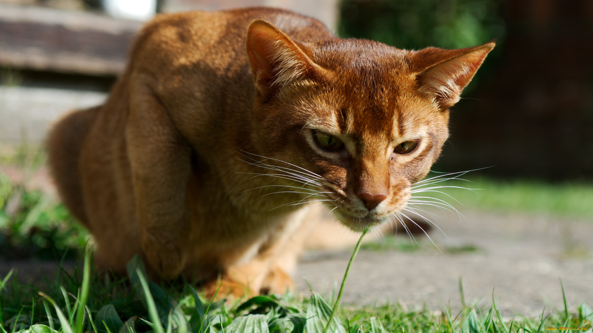 животные, коты, трава