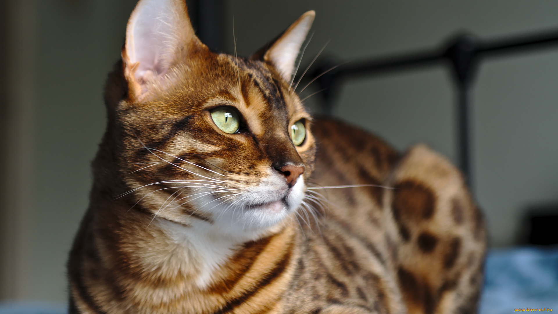 животные, коты, ушки, бенгальский, кот