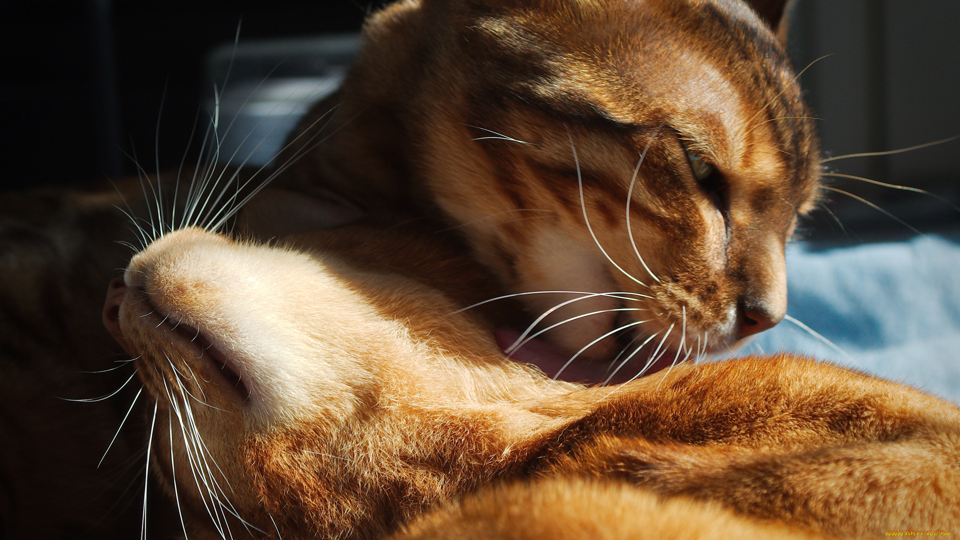 животные, коты, забота