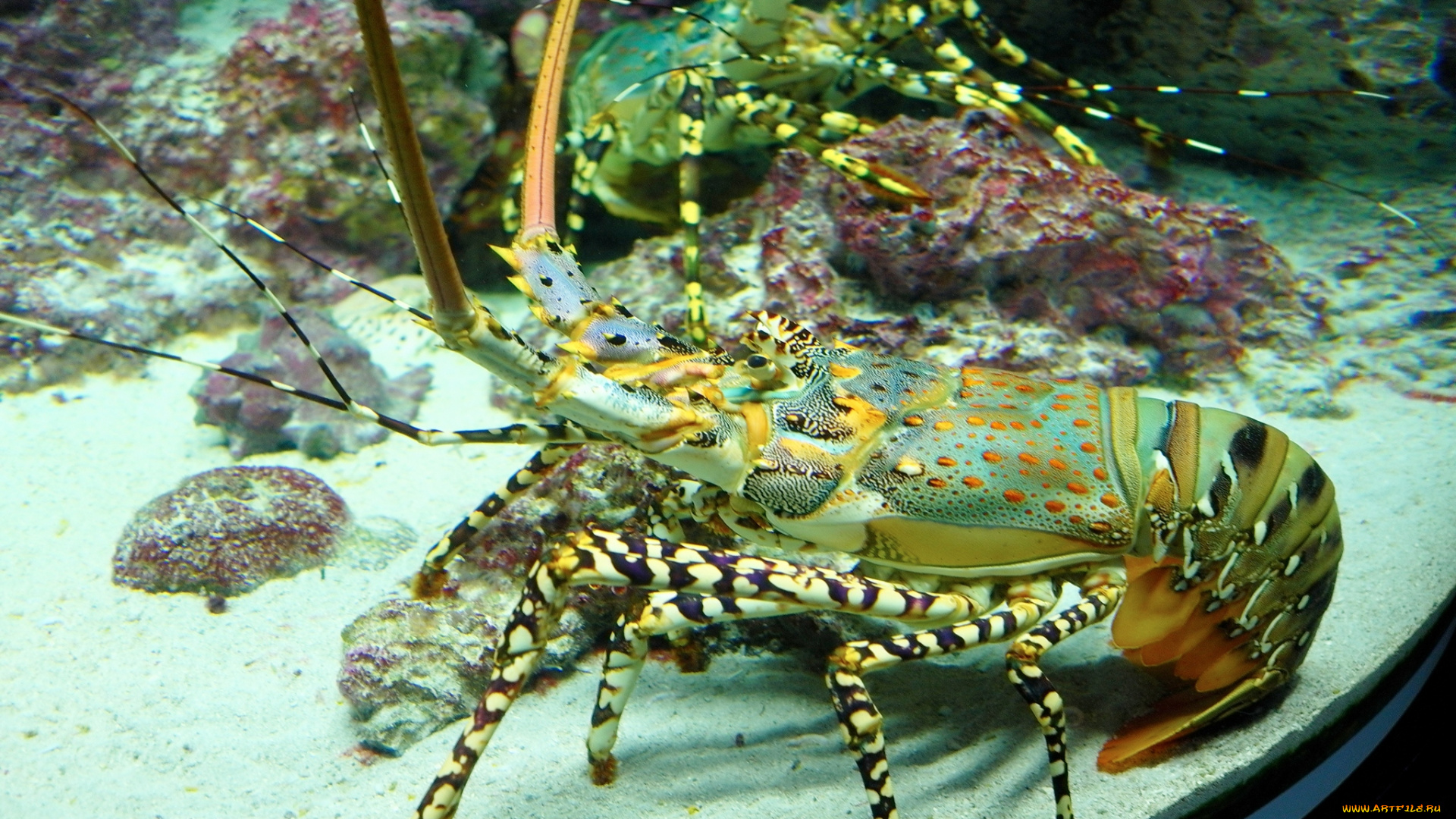 животные, крабы, раки, лангуст