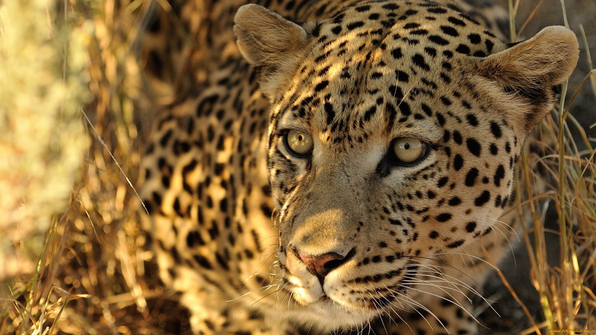 животные, леопарды, дикая, кошка, хищник, морда