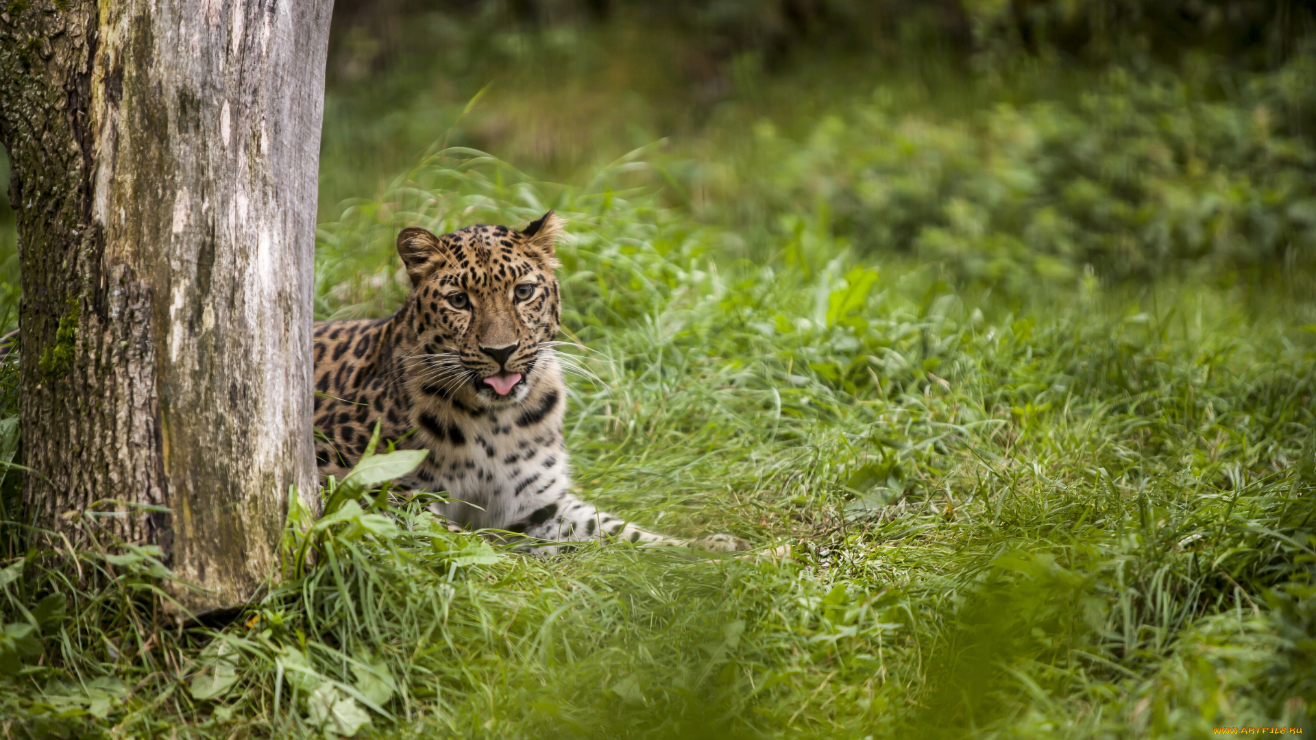 животные, леопарды, леопард, язык