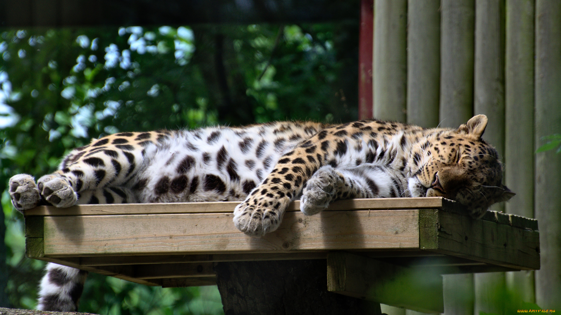 животные, леопарды, пятна, леопард