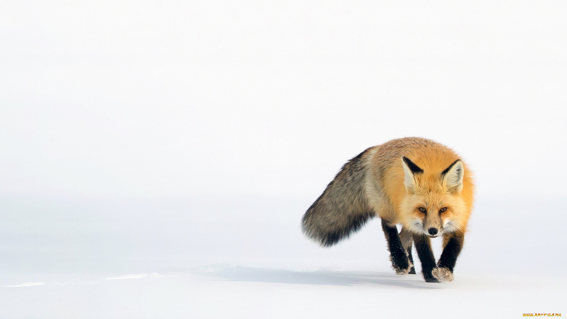 животные, лисы, рыжая, снег